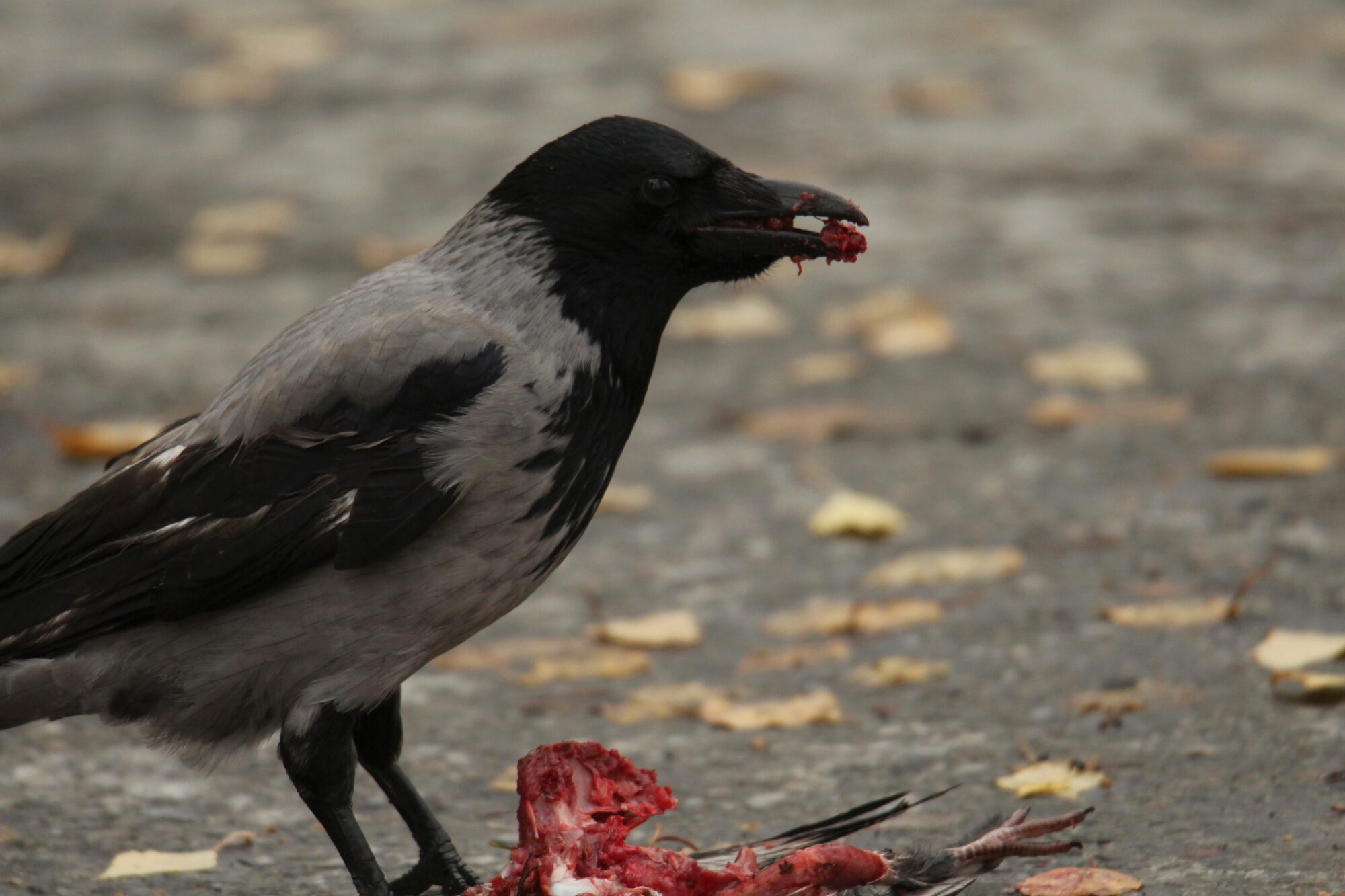 Valokuvaaja: Jaana Saarelainen