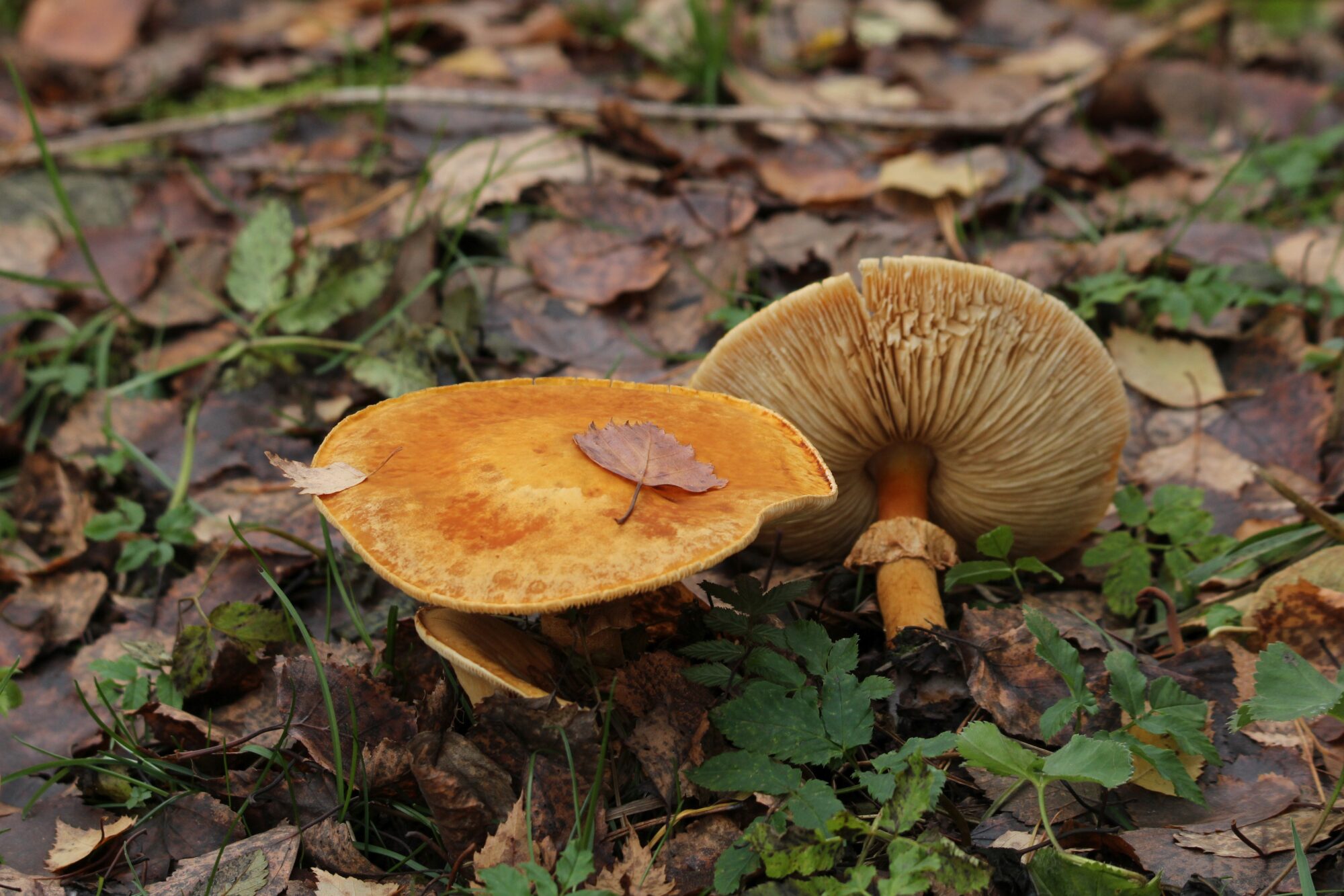 Valokuvaaja: Jaana Saarelainen