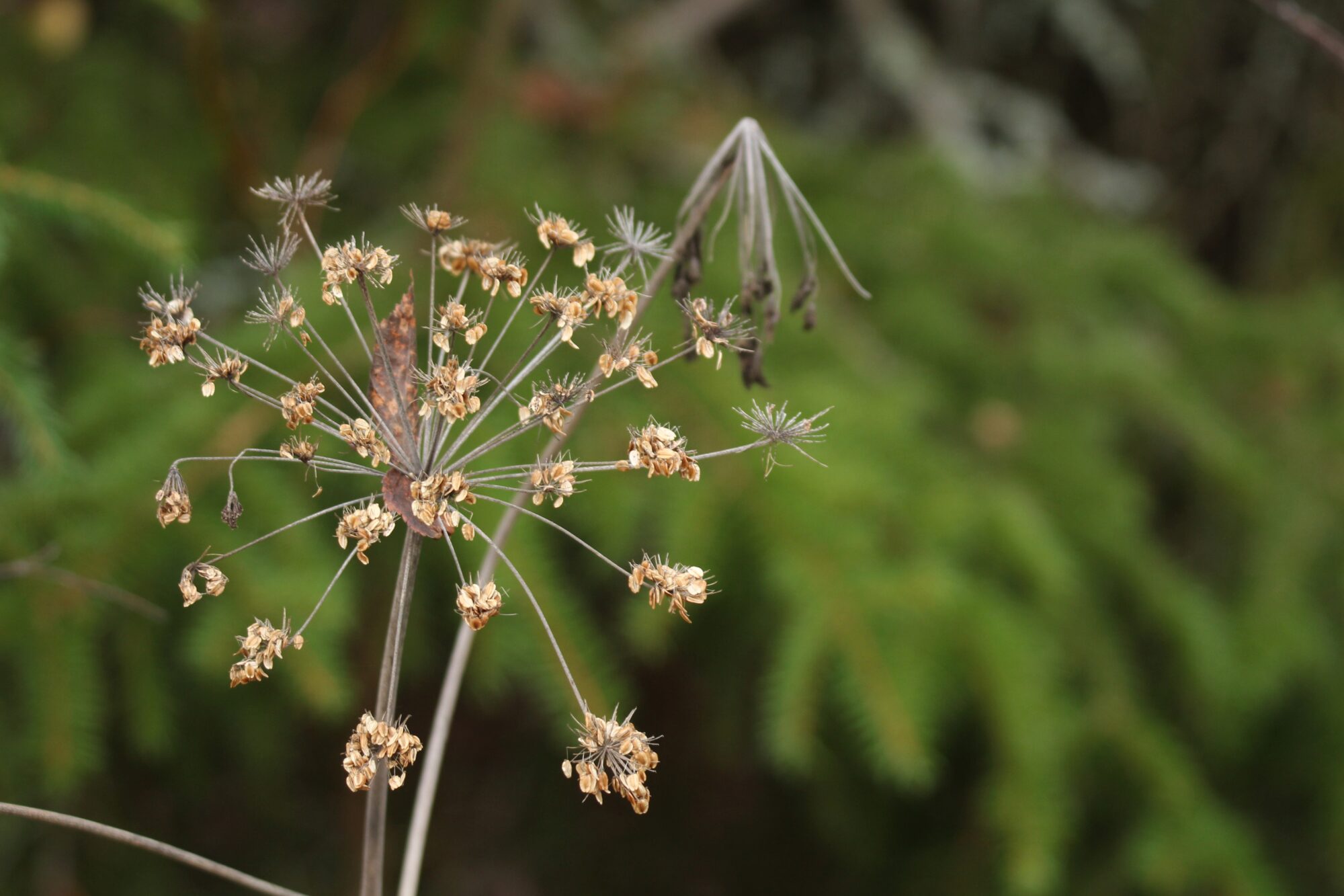 Valokuvaaja: Jaana Saarelainen