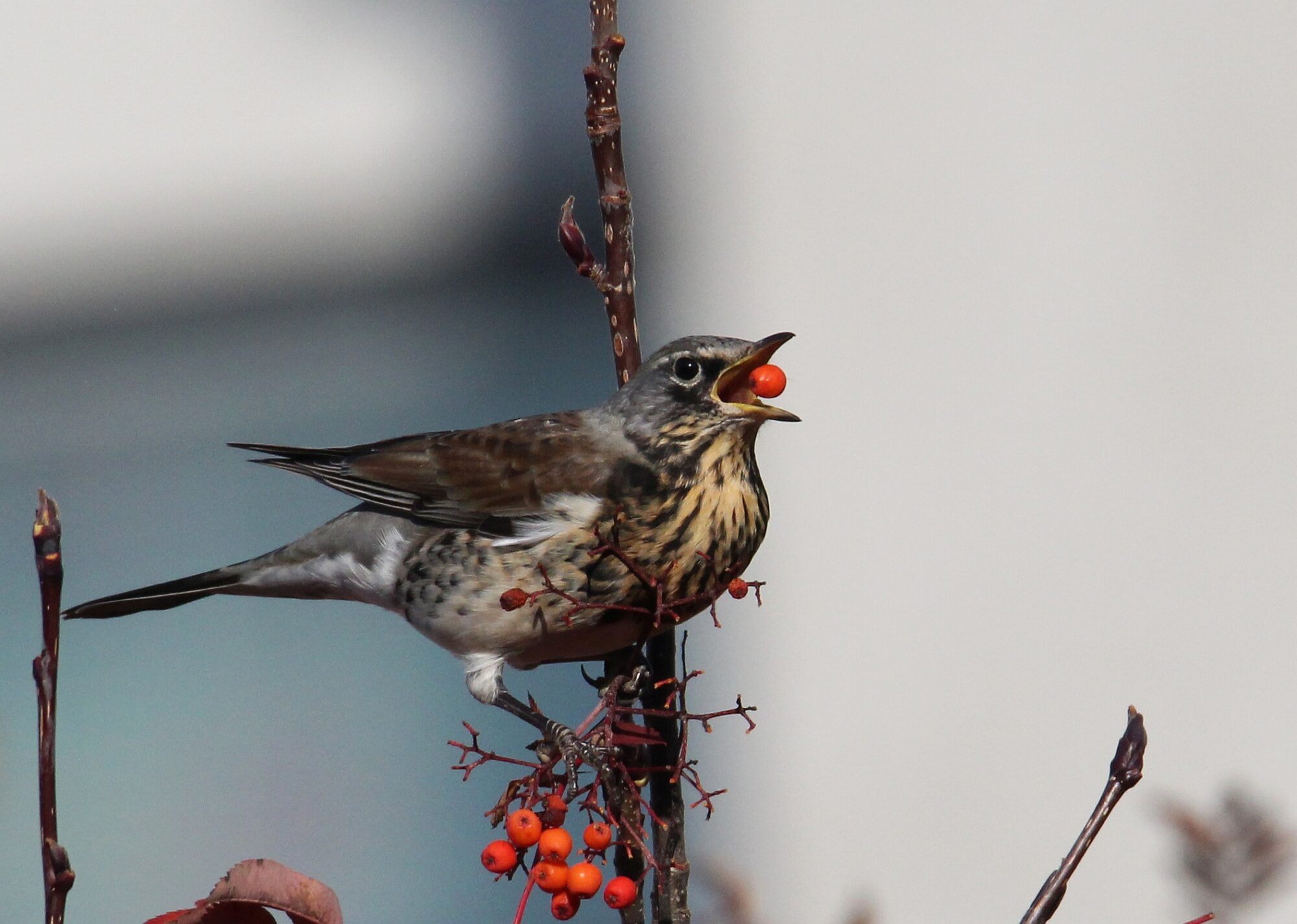 Valokuvaaja: Jaana Saarelainen