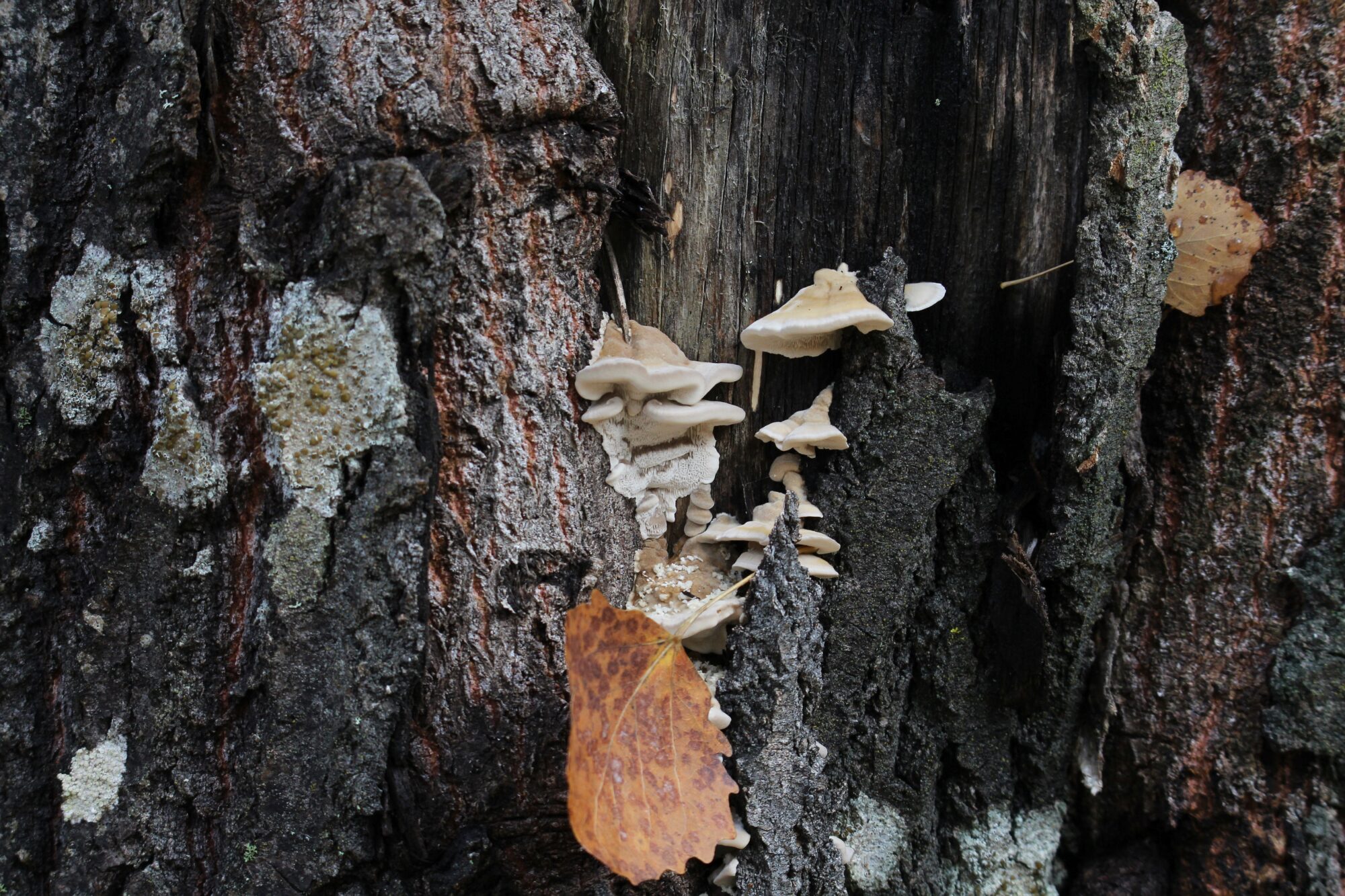 Valokuvaaja: Jaana Saarelainen