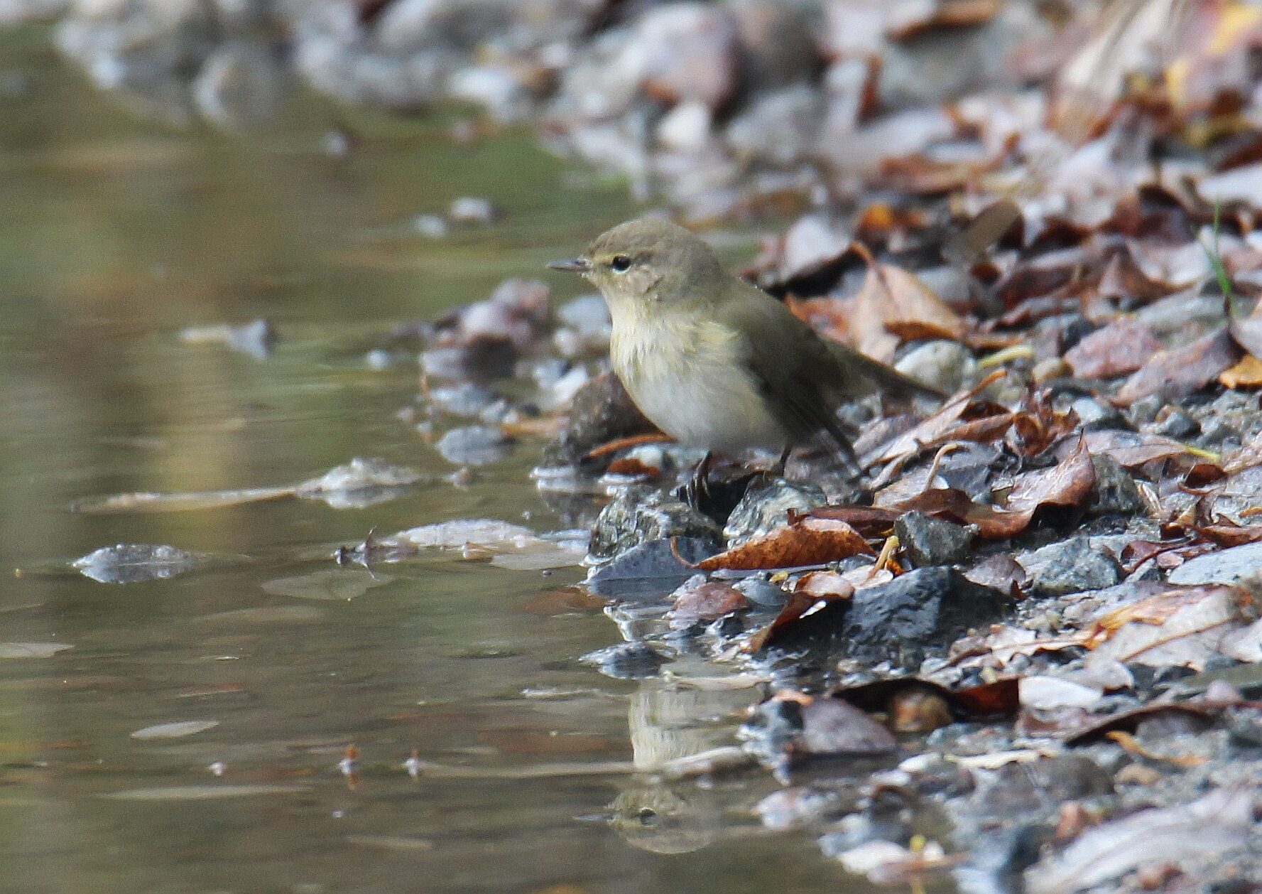 Valokuvaaja: Jaana Saarelainen