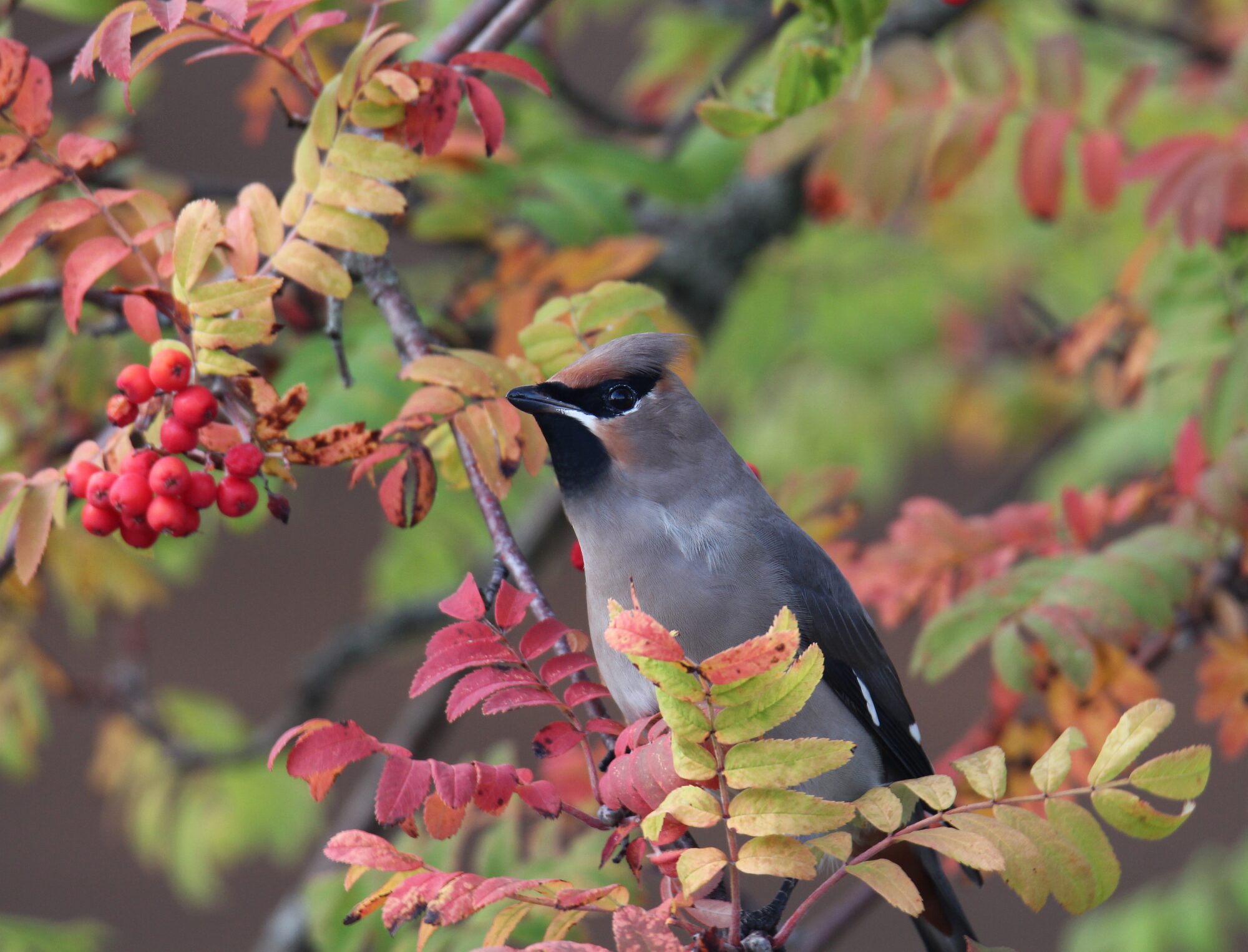 Valokuvaaja: Jaana Saarelainen