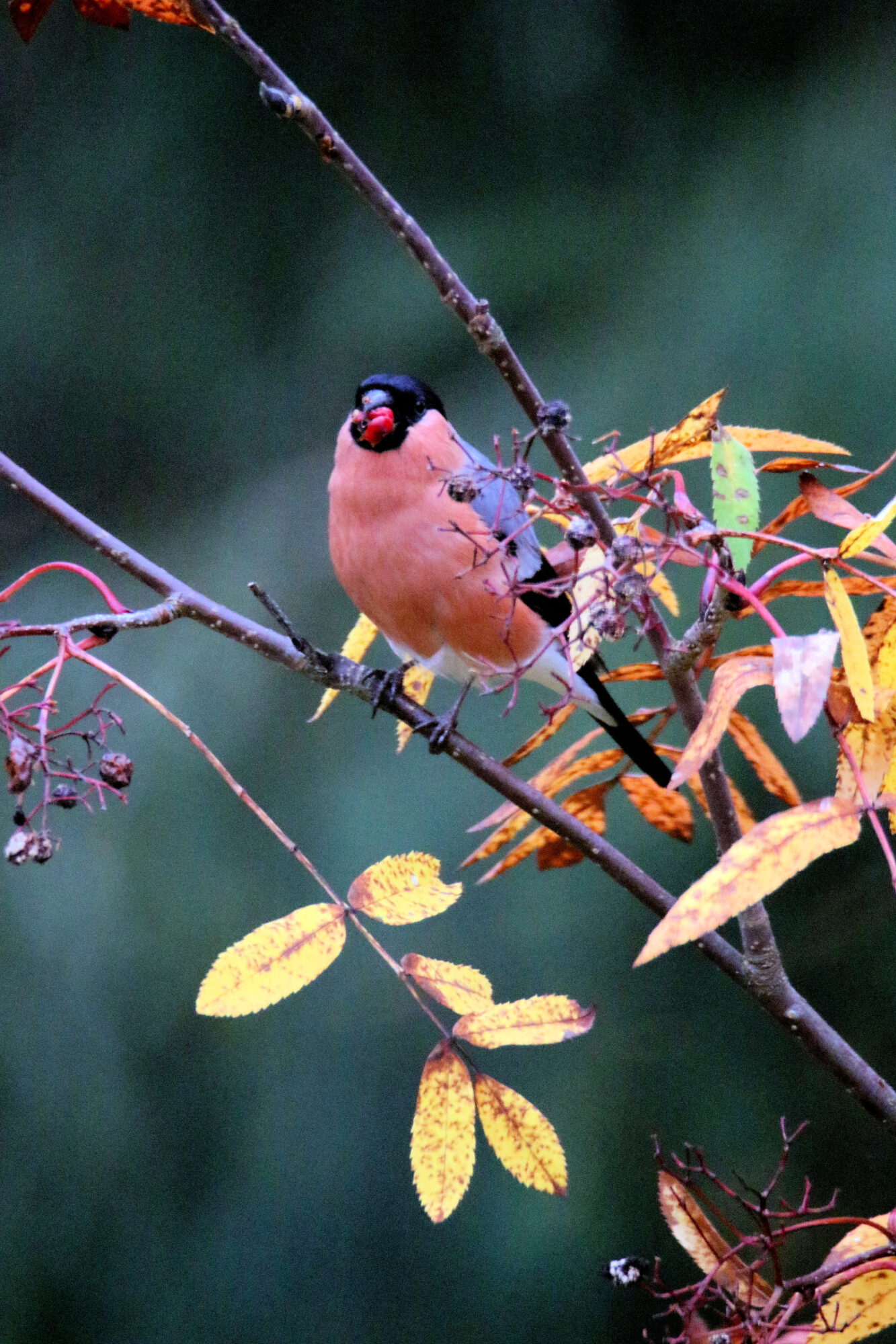 Valokuvaaja: Ahti Keränen