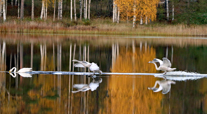 Valokuvaaja: Seppo Kalliomäki