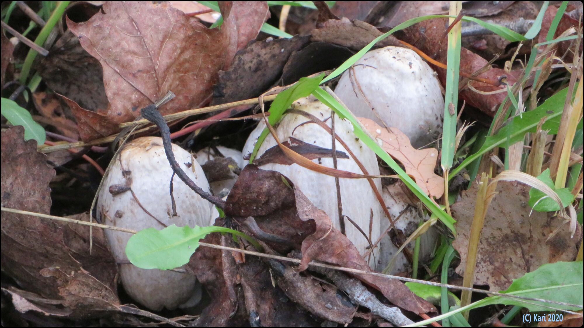 Valokuvaaja: Kari Saarinen