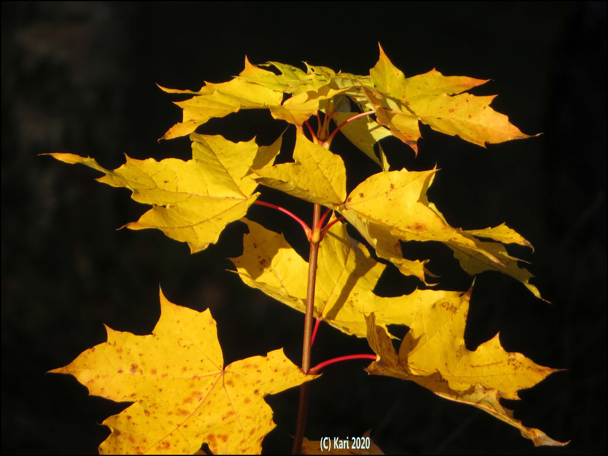 Valokuvaaja: Kari Saarinen