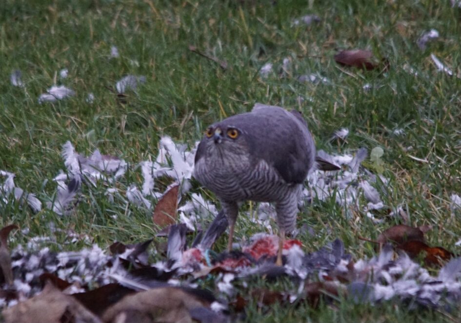 Valokuvaaja: Markku Ranta-Eilola