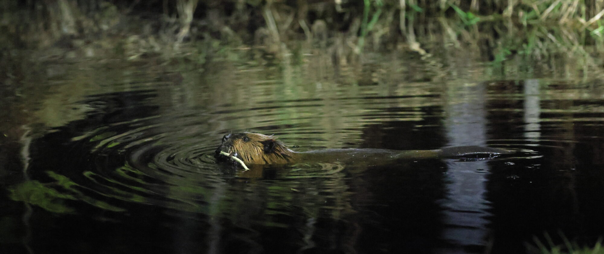 Valokuvaaja: Kari Rossinen