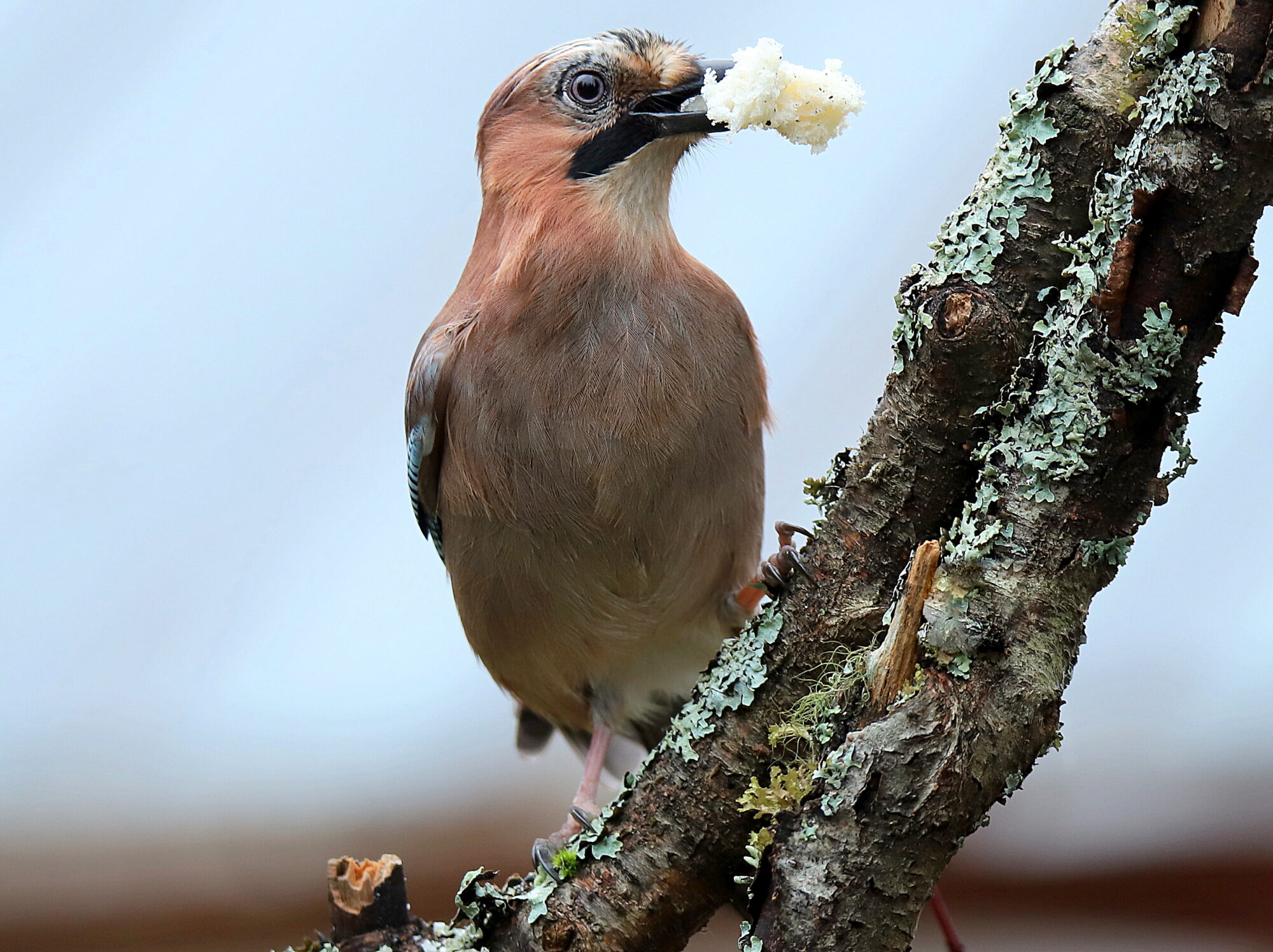 Valokuvaaja: sirpa jyske