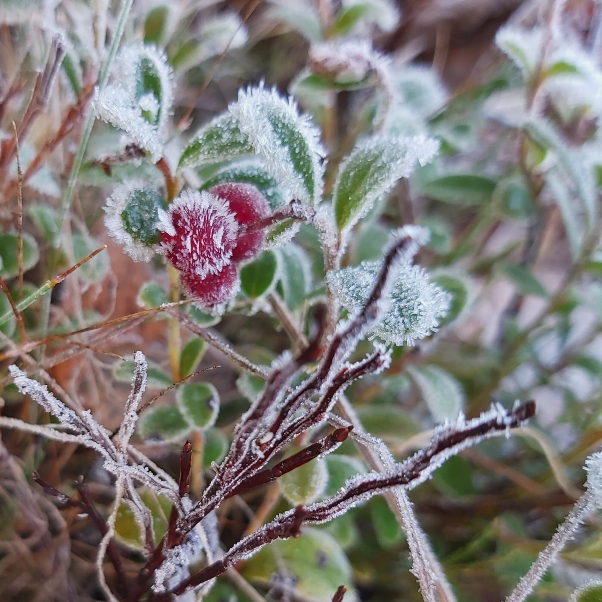 Valokuvaaja: Kaisa Marila Valokuvaaja: Kaisa Marila