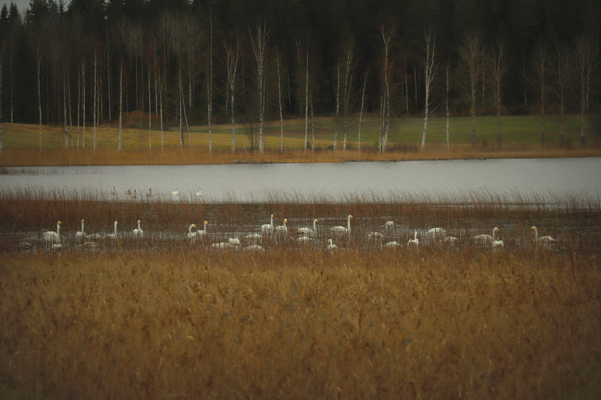 Valokuvaaja: sirpa jyske