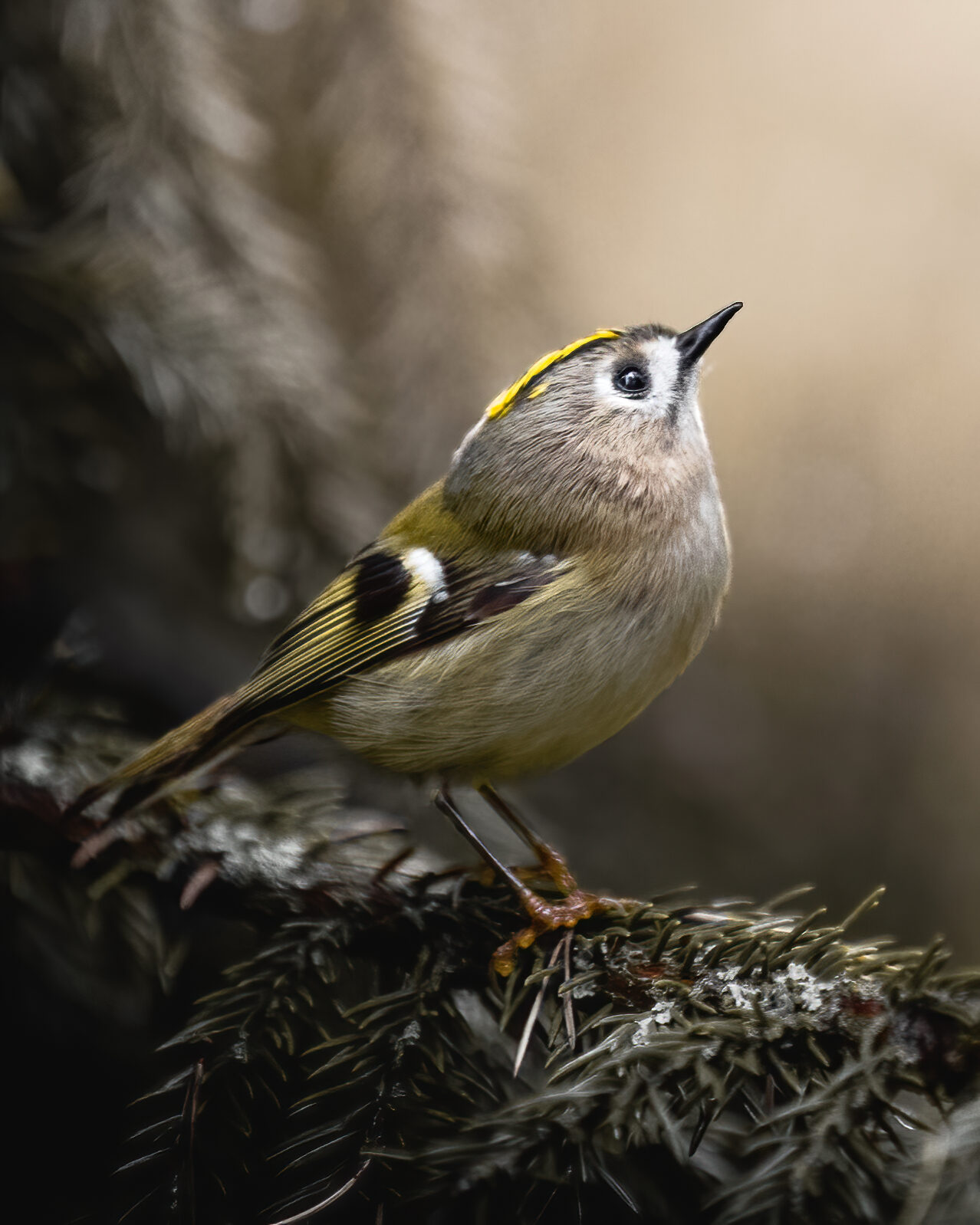 Valokuvaaja: Joni Ilmanen