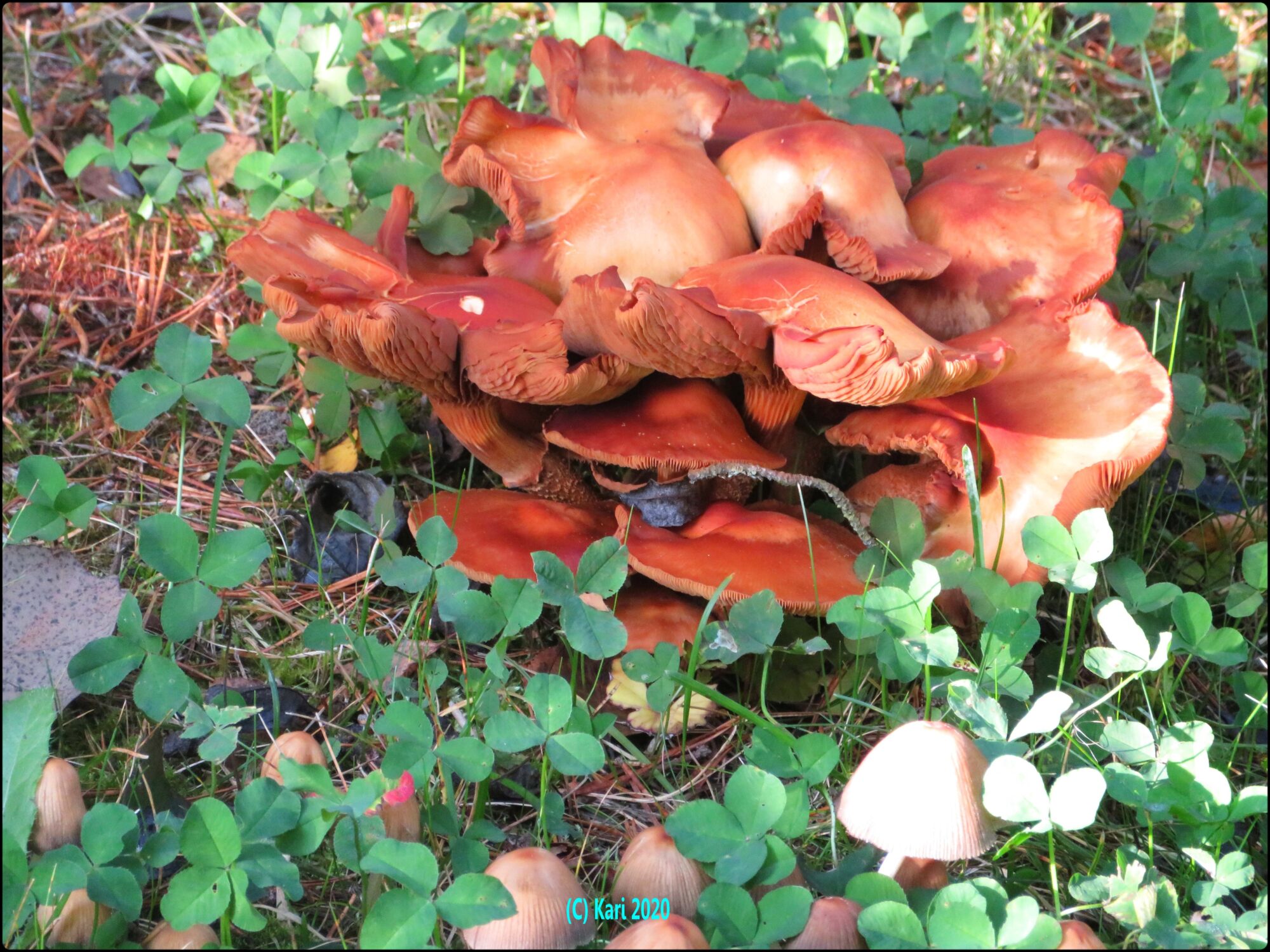 Valokuvaaja: Kari Saarinen