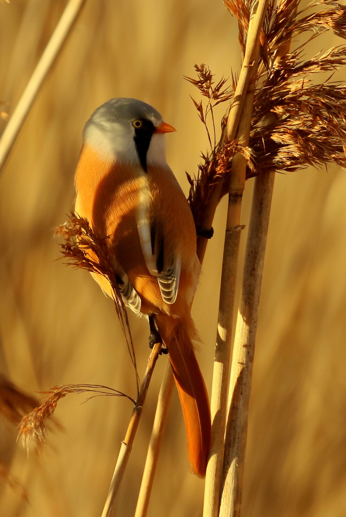 Valokuvaaja: Ari Karjalainen