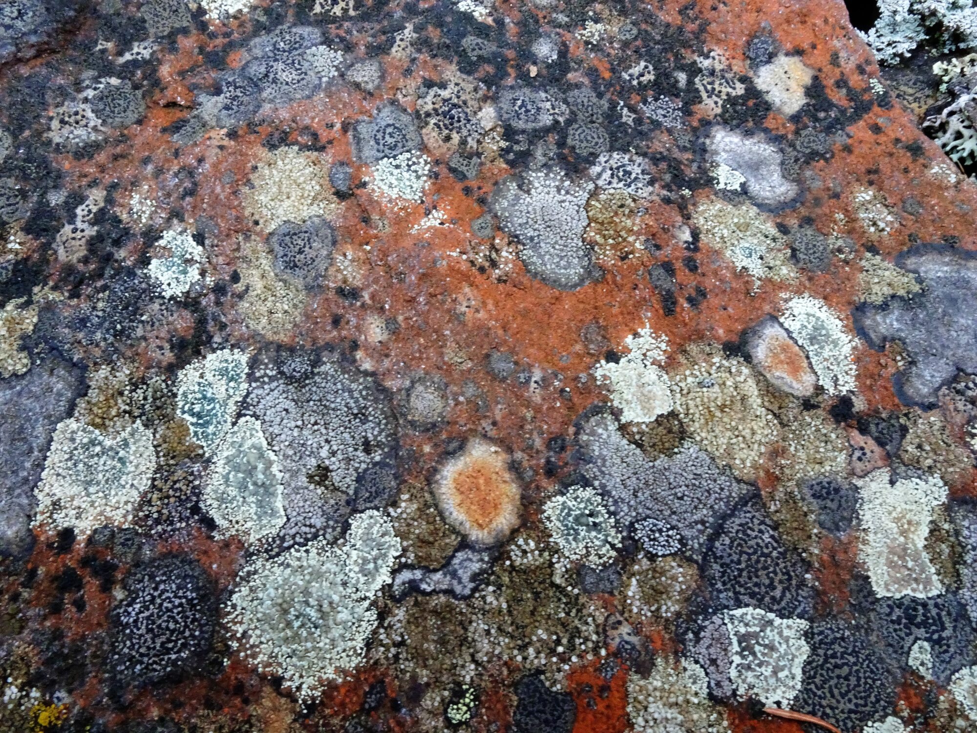 Valokuvaaja: Irja Lehtinen