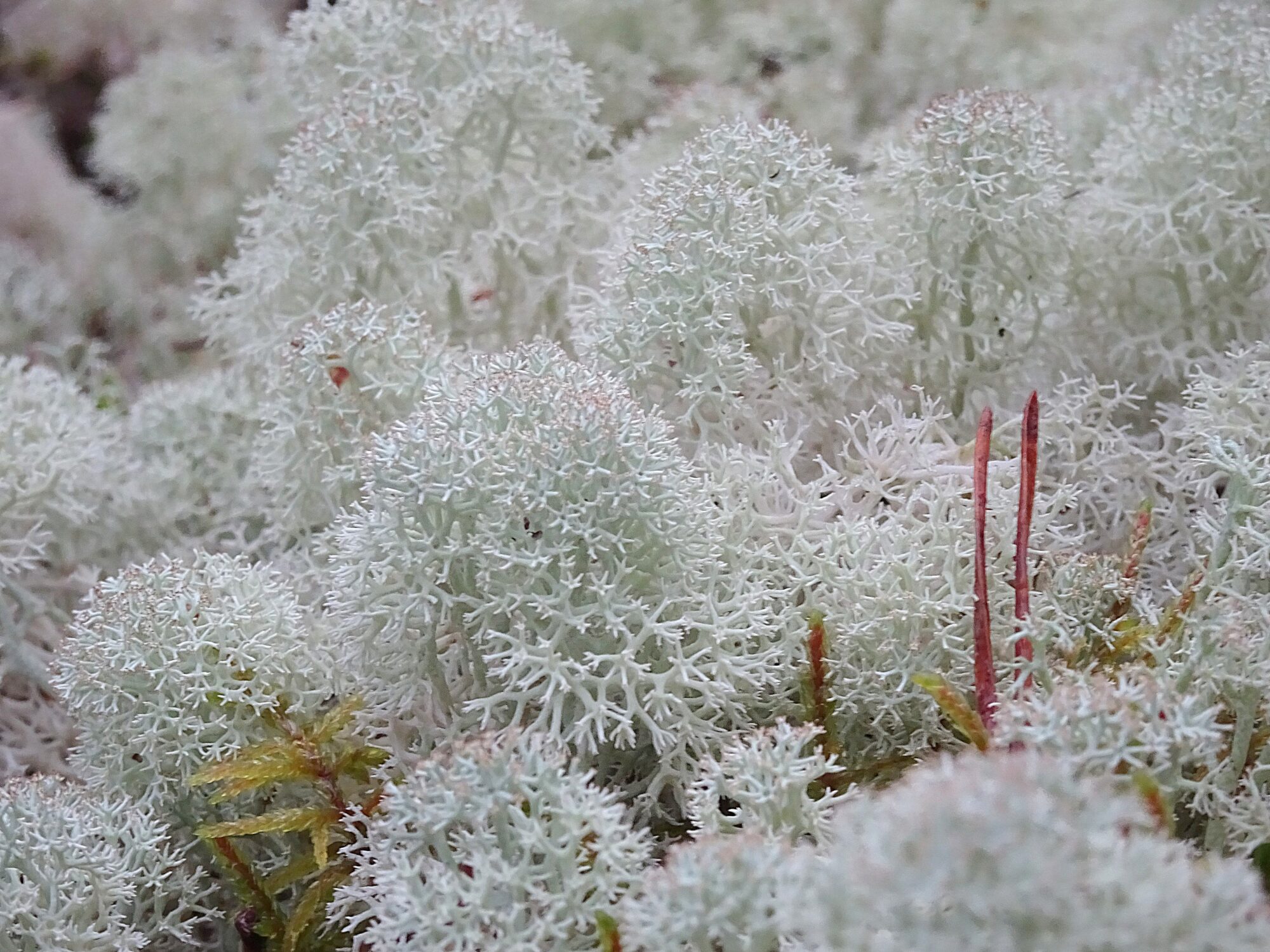 Valokuvaaja: Irja Lehtinen