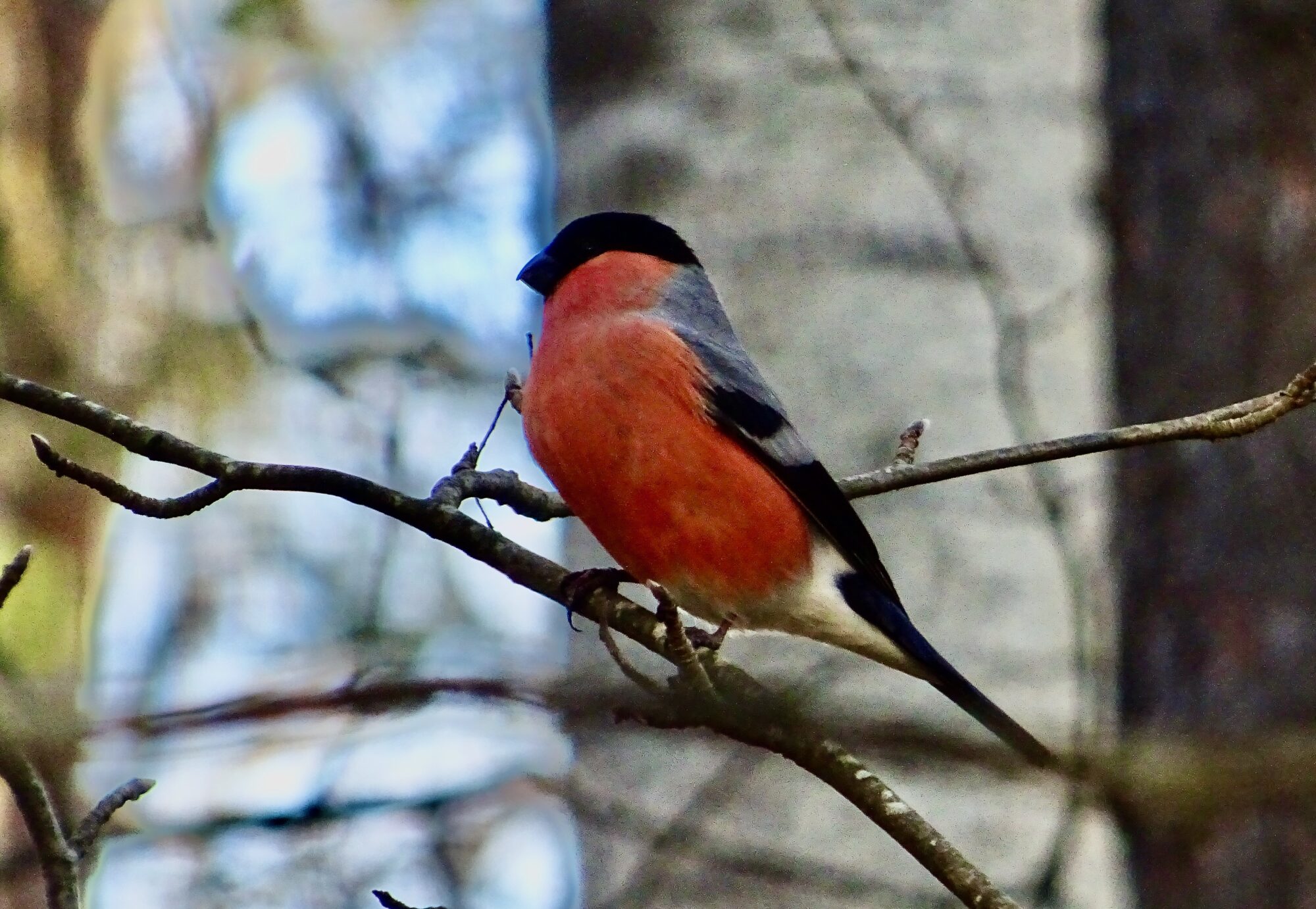Valokuvaaja: Liisa Niiva-Korpela