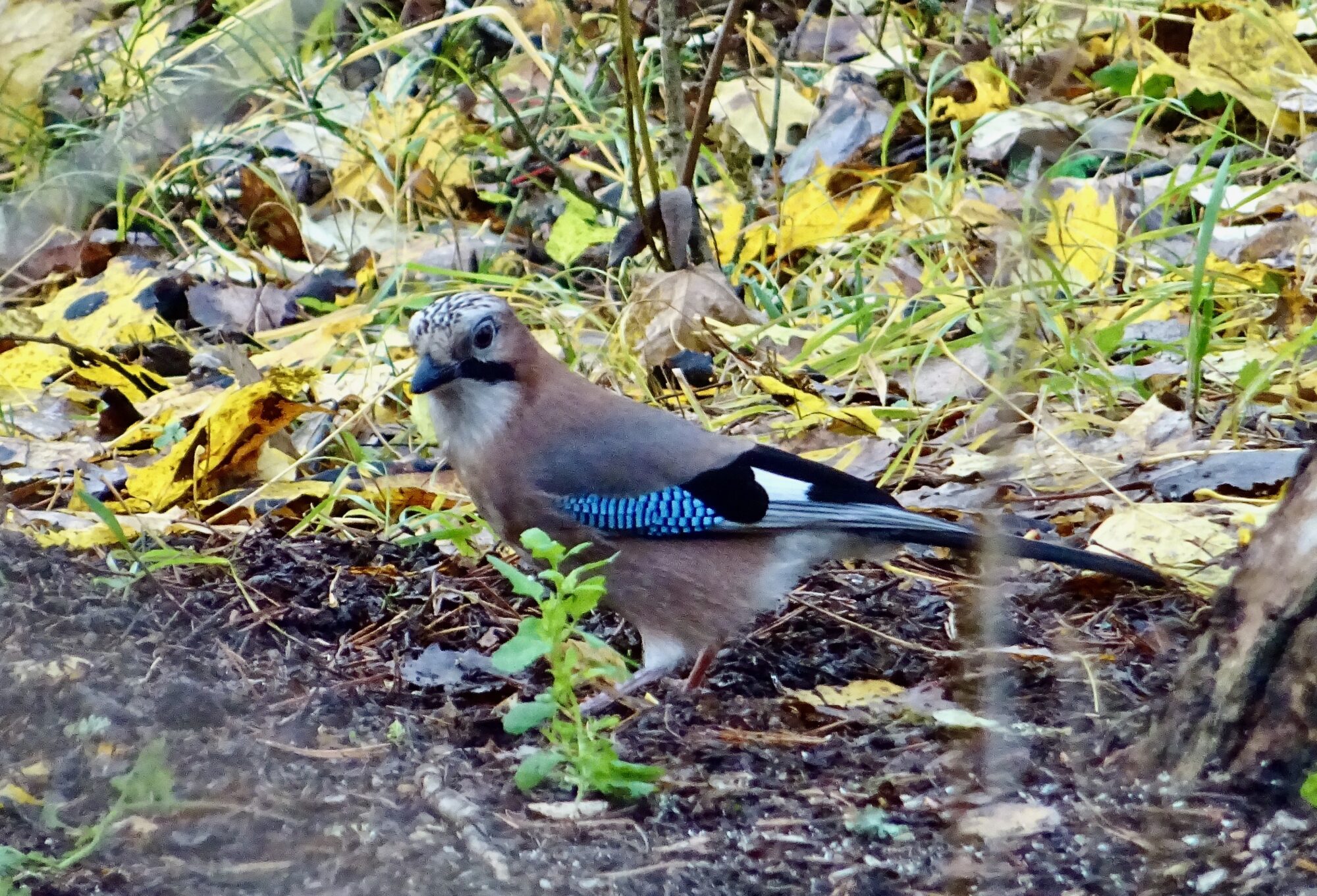 Valokuvaaja: Liisa Niiva-Korpela