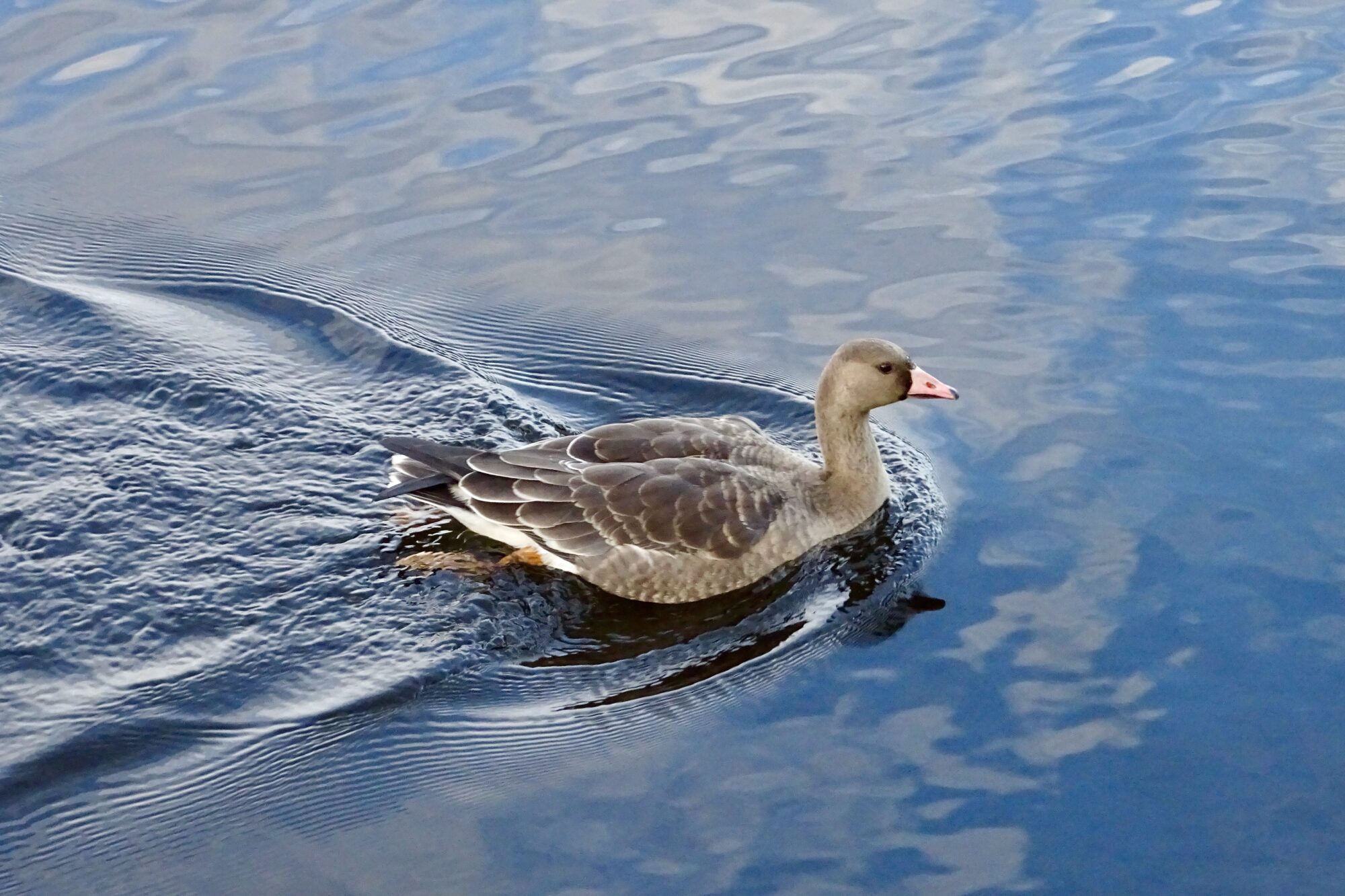 Valokuvaaja: Juha Korpela