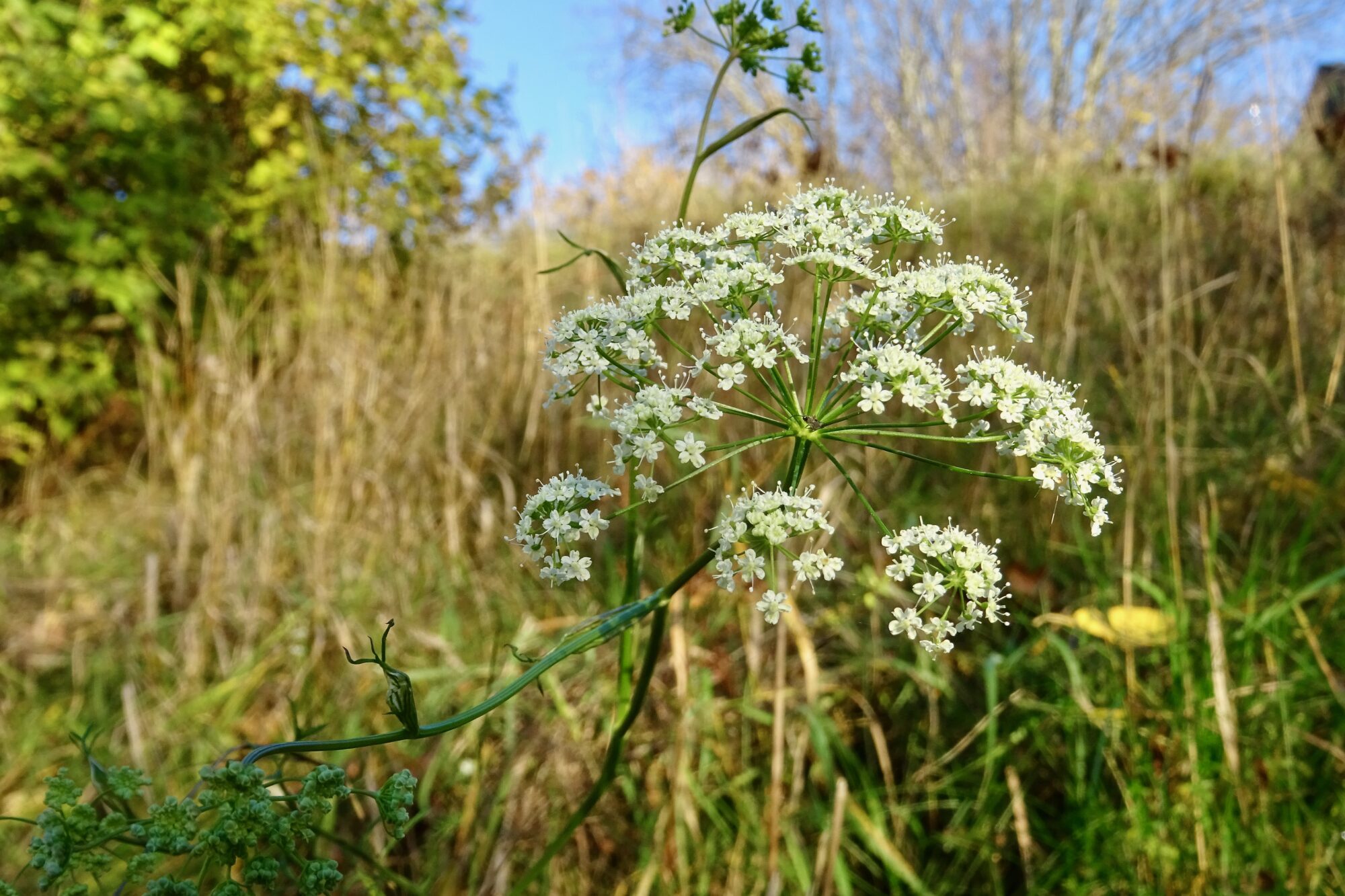 Valokuvaaja: Liisa Niiva-Korpela