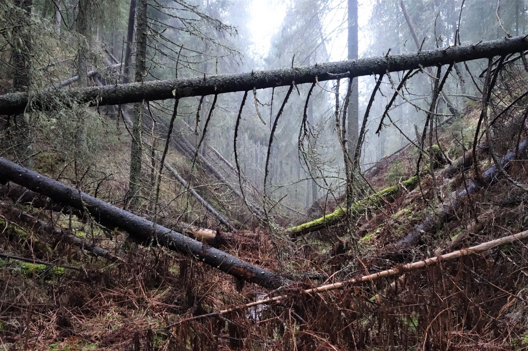 Valokuvaaja: Kaarina Heiskanen