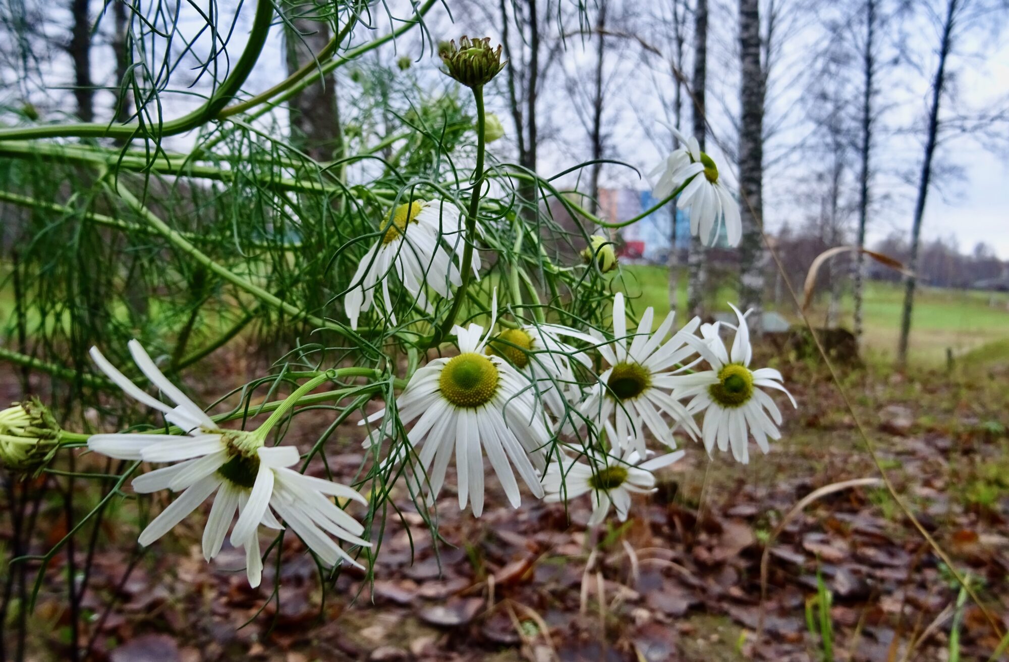 Valokuvaaja: Liisa Niiva-Korpela
