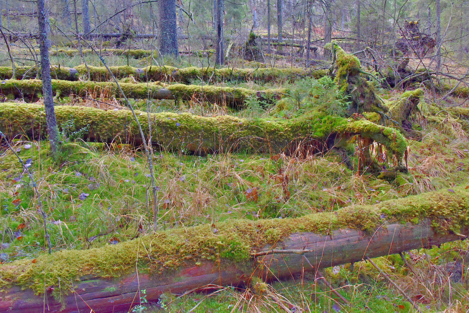 Valokuvaaja: Reijo Juurinen
