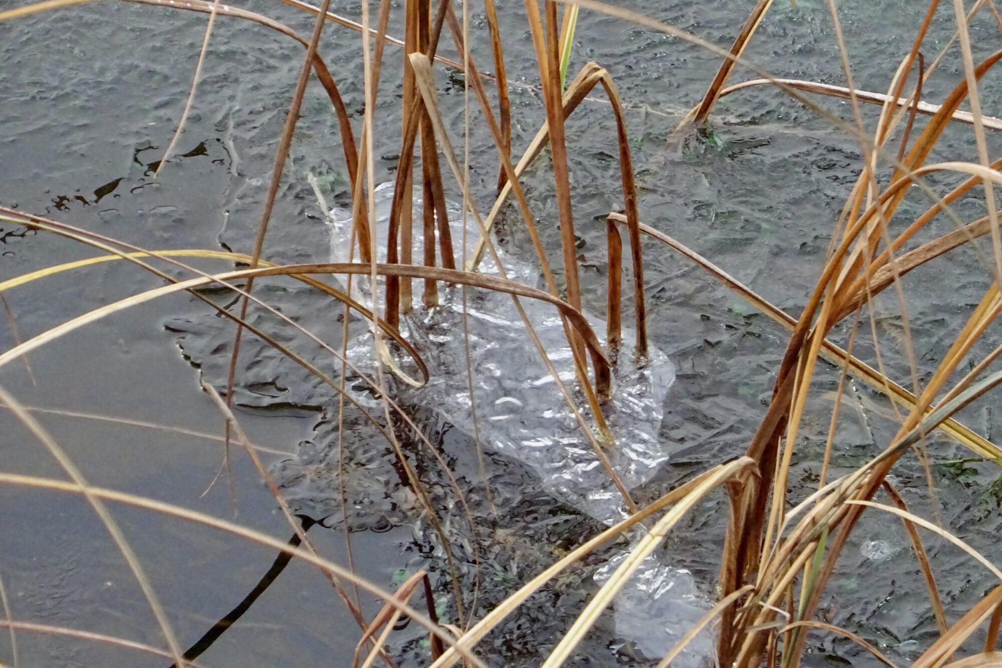 Valokuvaaja: Liisa Niiva-Korpela