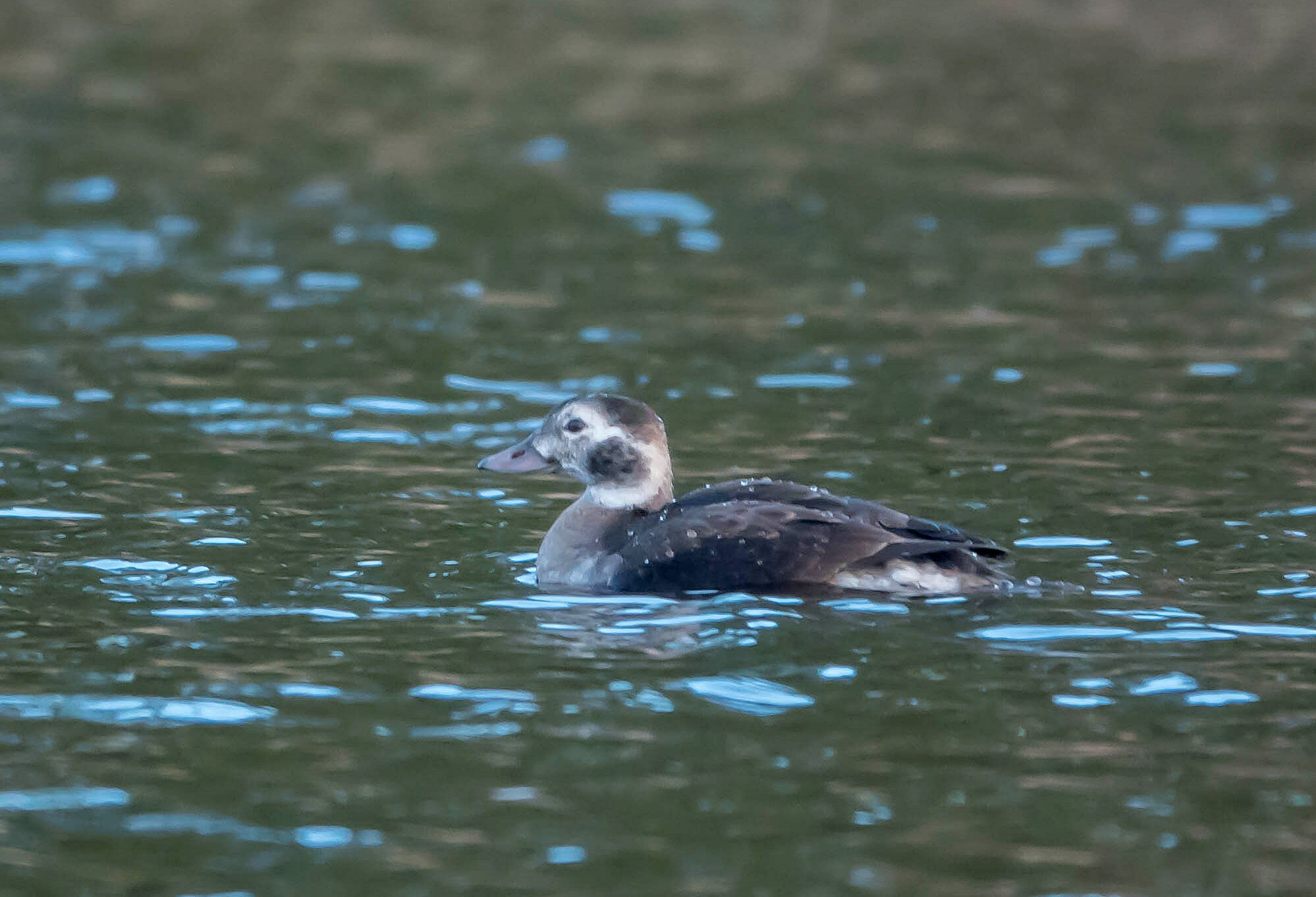 Valokuvaaja: Irma Kortekallio