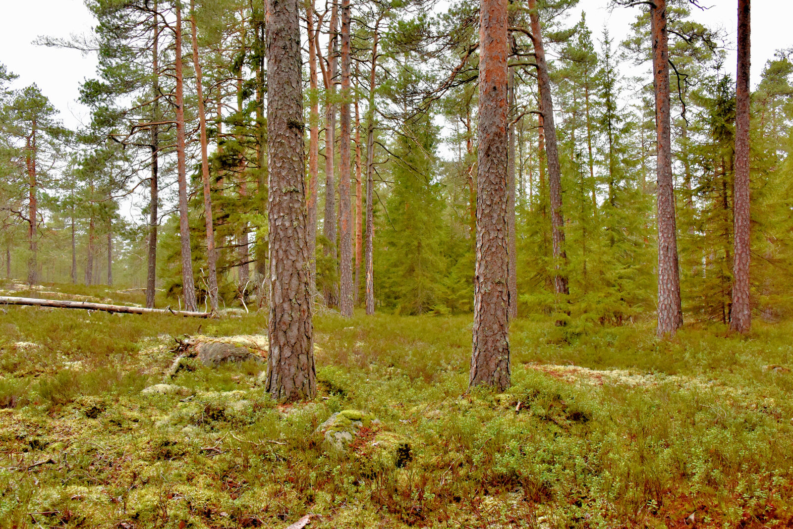 Valokuvaaja: Reijo Juurinen