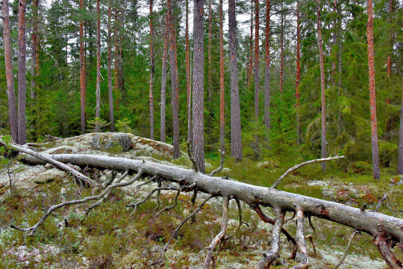 Valokuvaaja: Reijo Juurinen