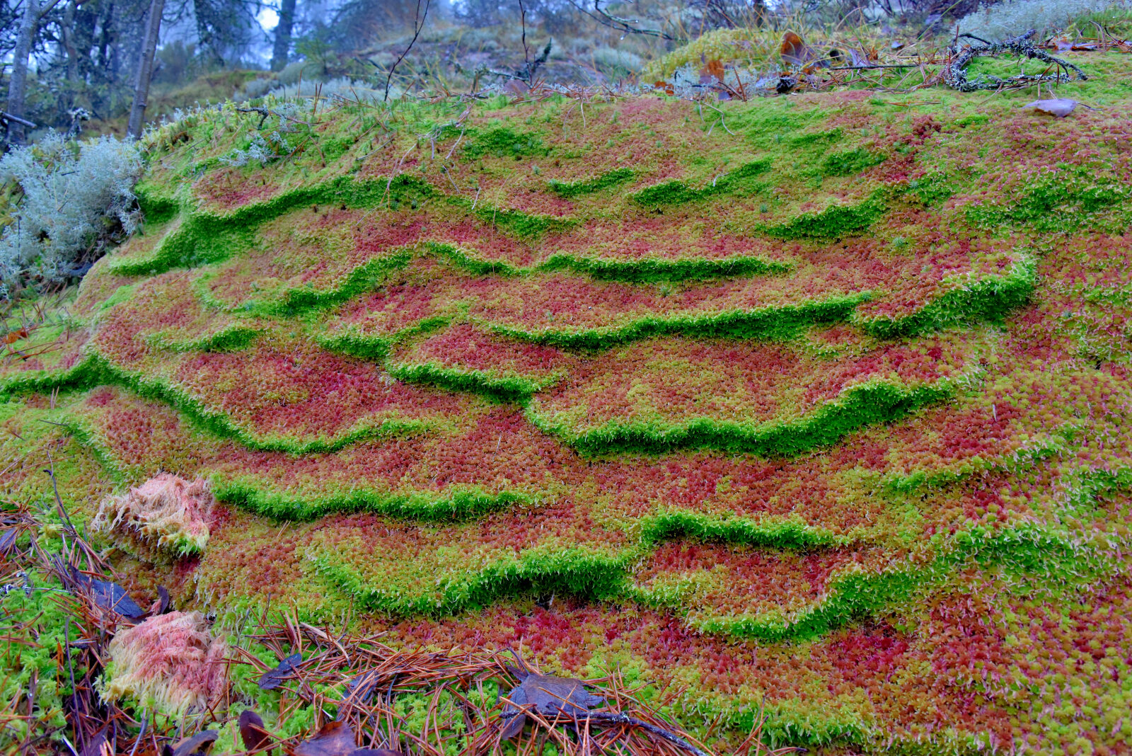 Valokuvaaja: Reijo Juurinen