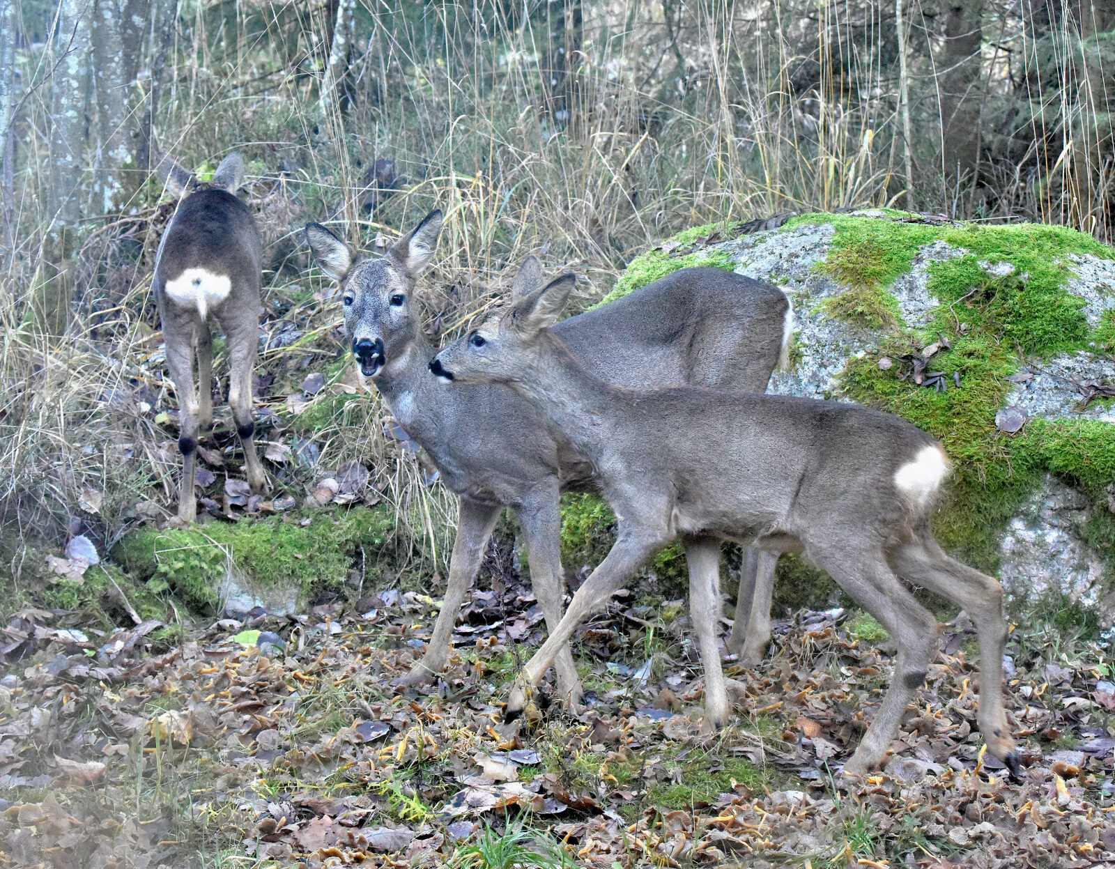 Valokuvaaja: Reijo Juurinen