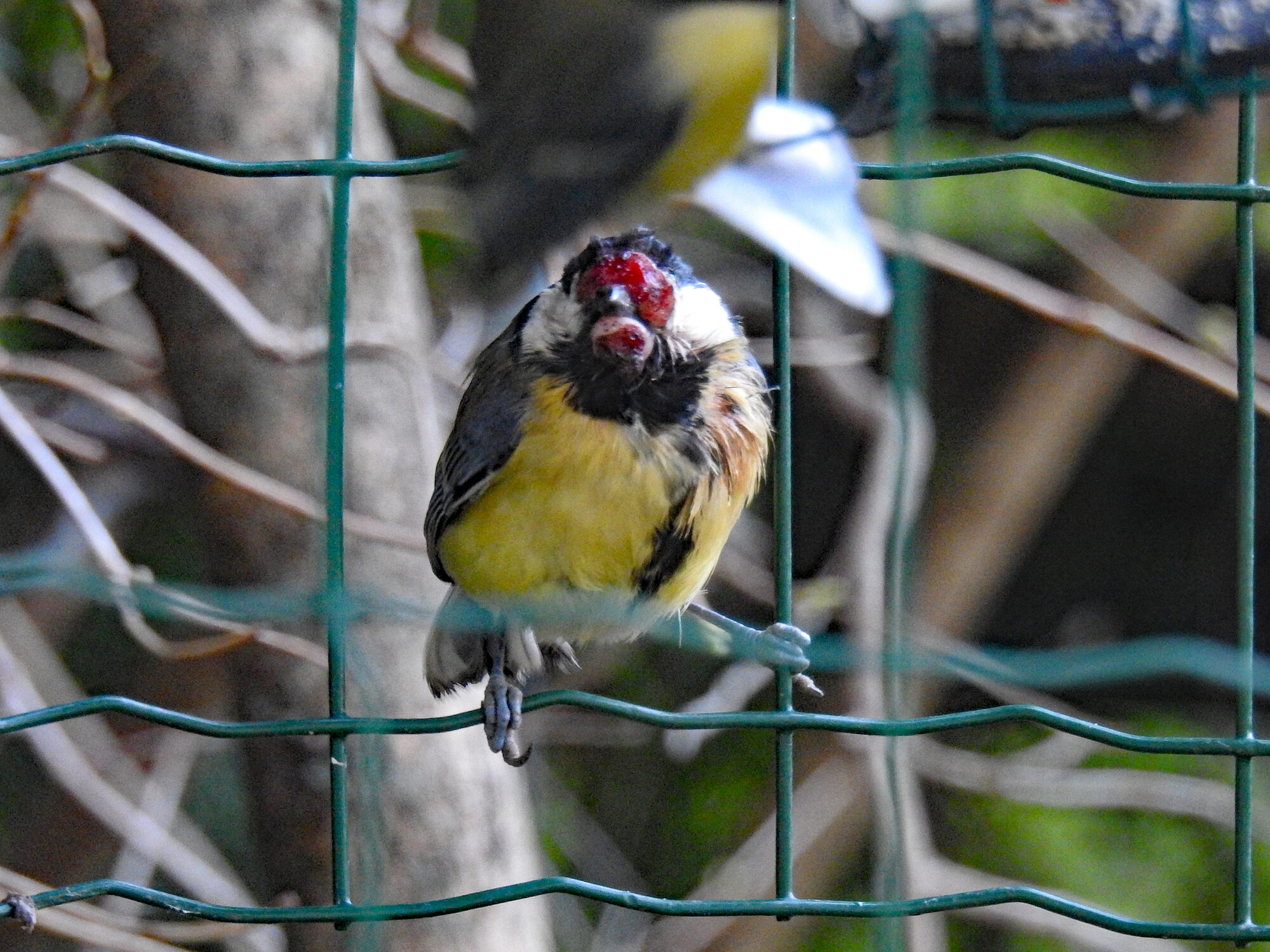 Valokuvaaja: Paavo Siukonen