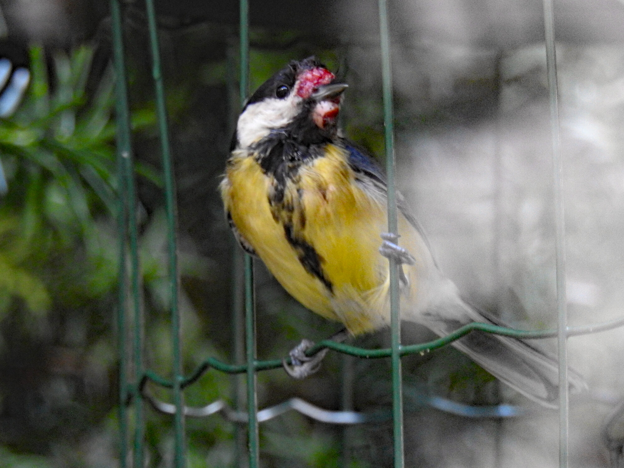Valokuvaaja: Paavo Siukonen