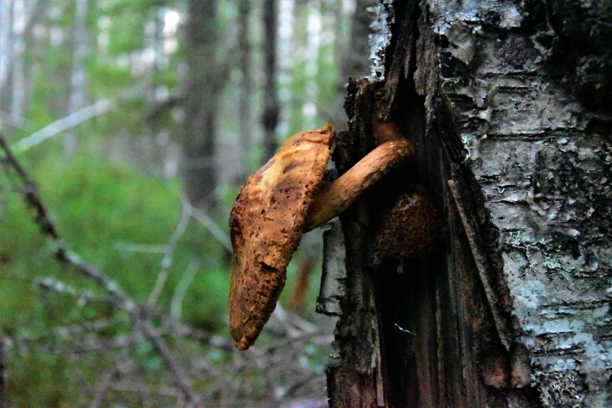 Valokuvaaja: Lahja Toivanen