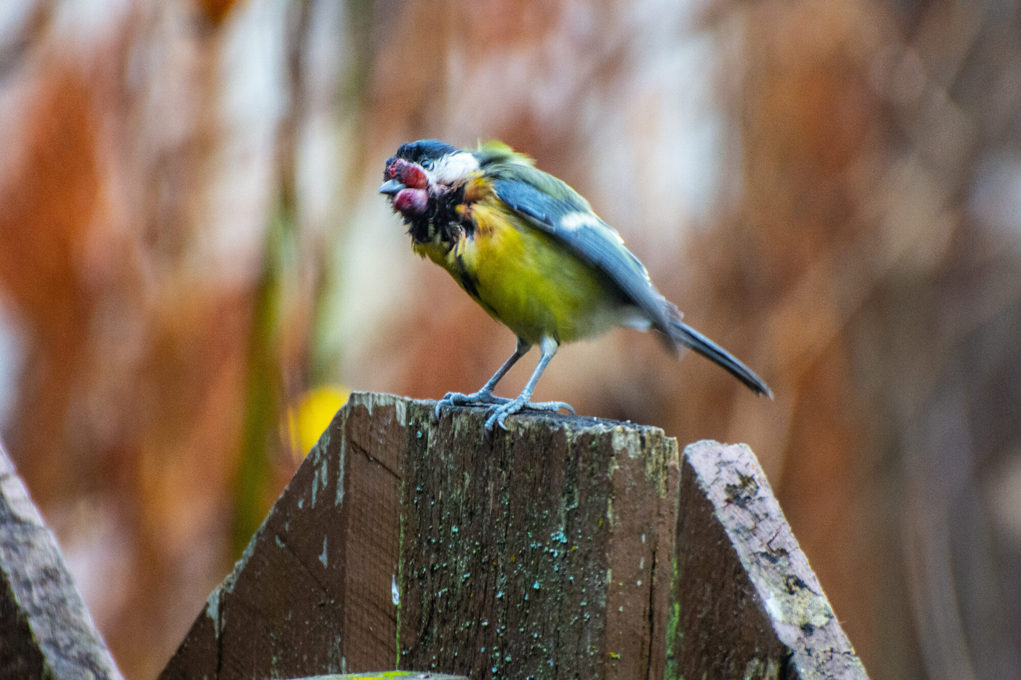 Valokuvaaja: Paavo Siukonen Valokuvaaja: Paavo Siukonen