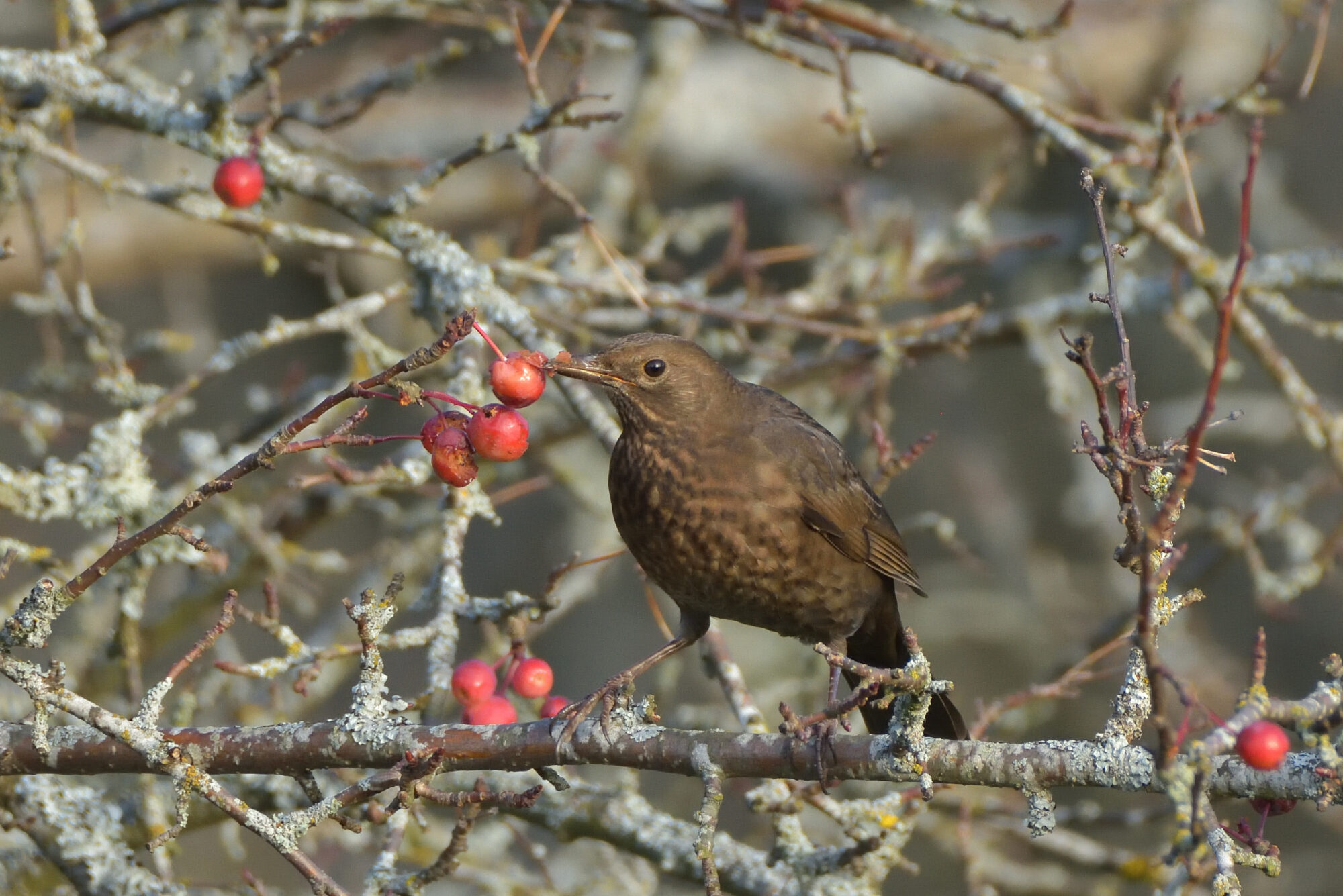 Valokuvaaja: Asko Heikkinen