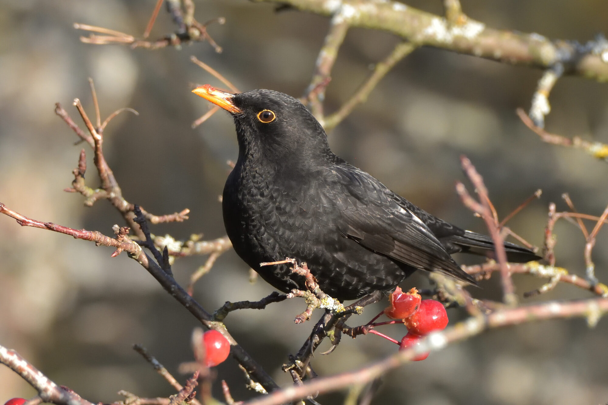 Valokuvaaja: Asko Heikkinen