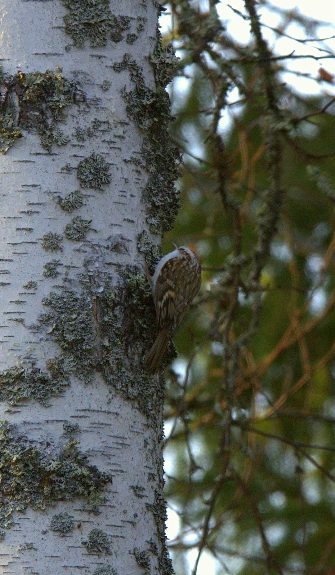 Valokuvaaja: Tapio Keinonen