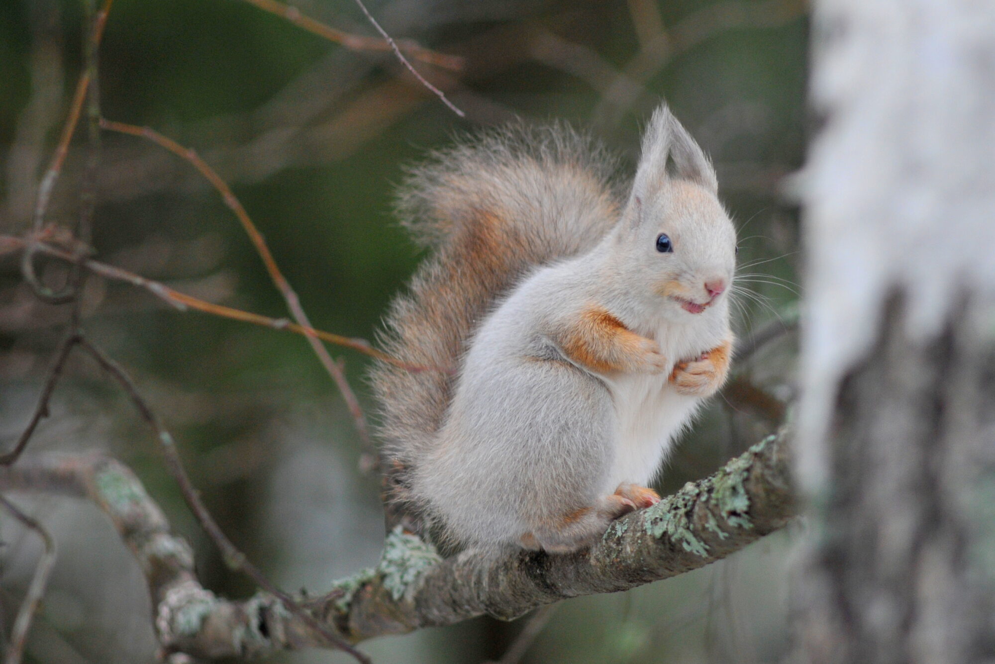 Valokuvaaja: Kaarlo Asikainen