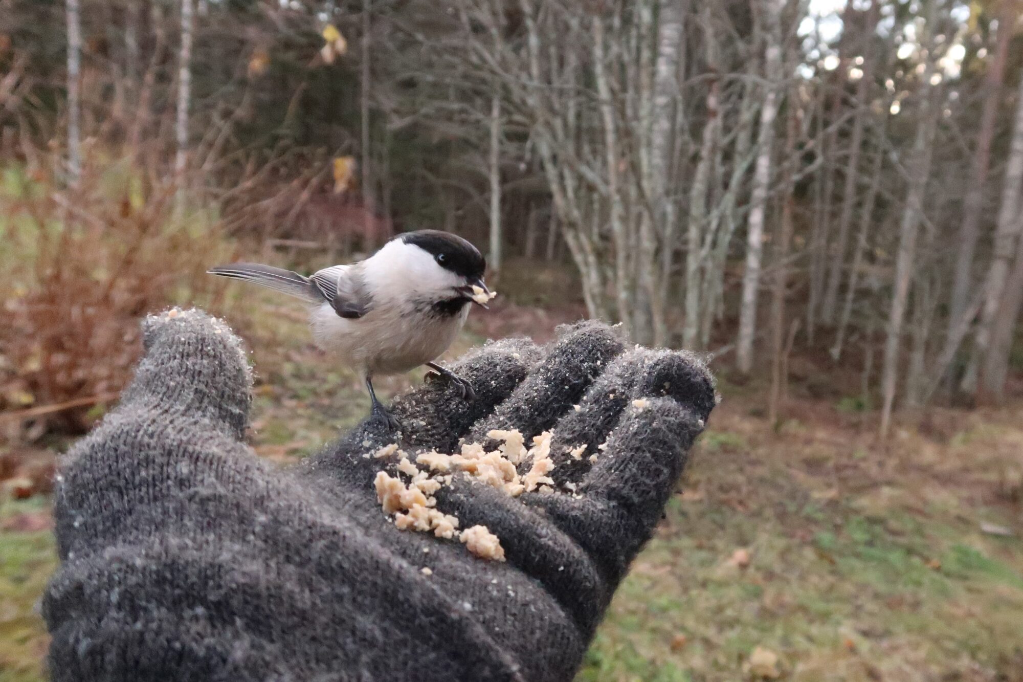 Valokuvaaja: Matti Eskelinen