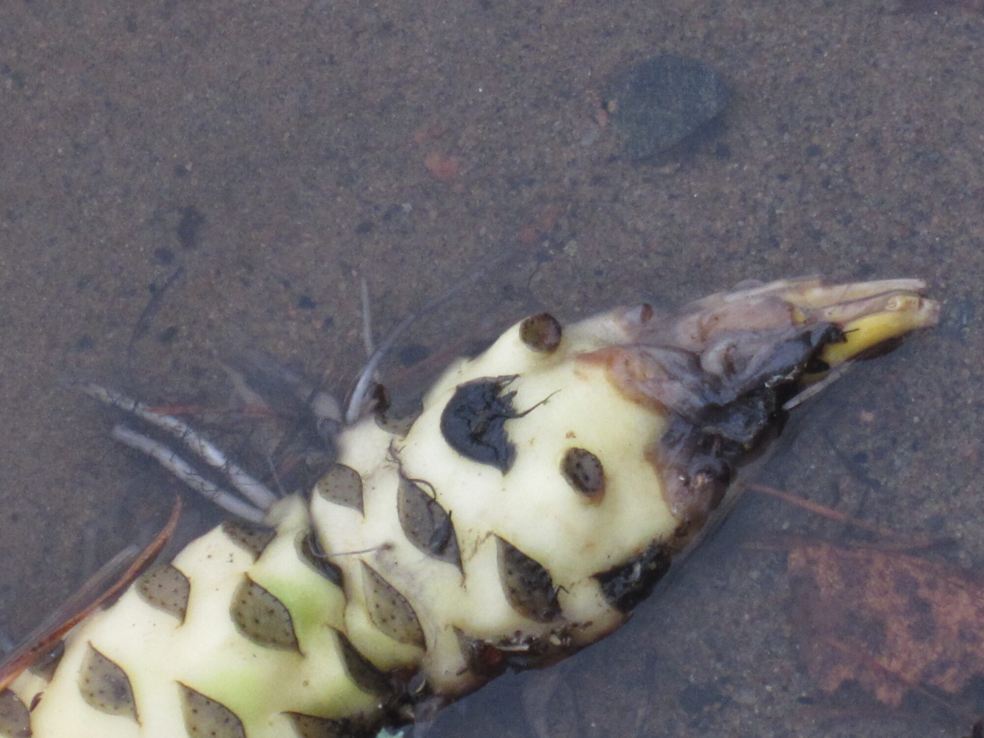 Valokuvaaja: Marita Portin