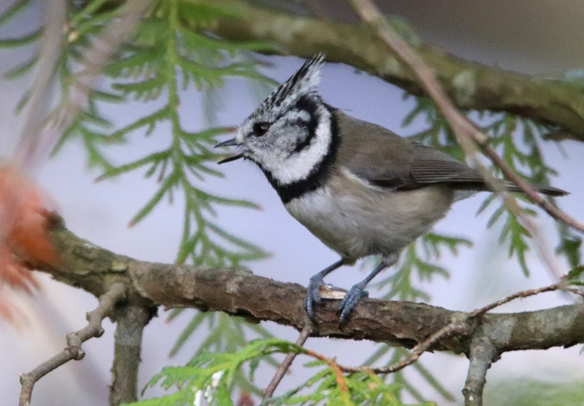 Valokuvaaja: Irja Lehtinen