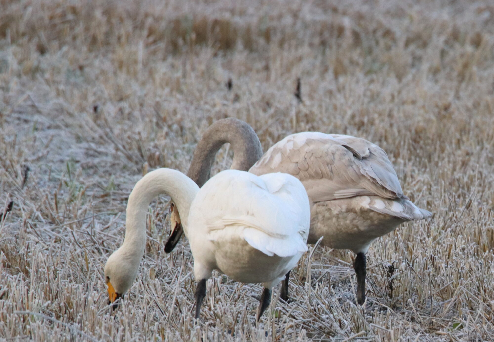 Valokuvaaja: Irja Lehtinen