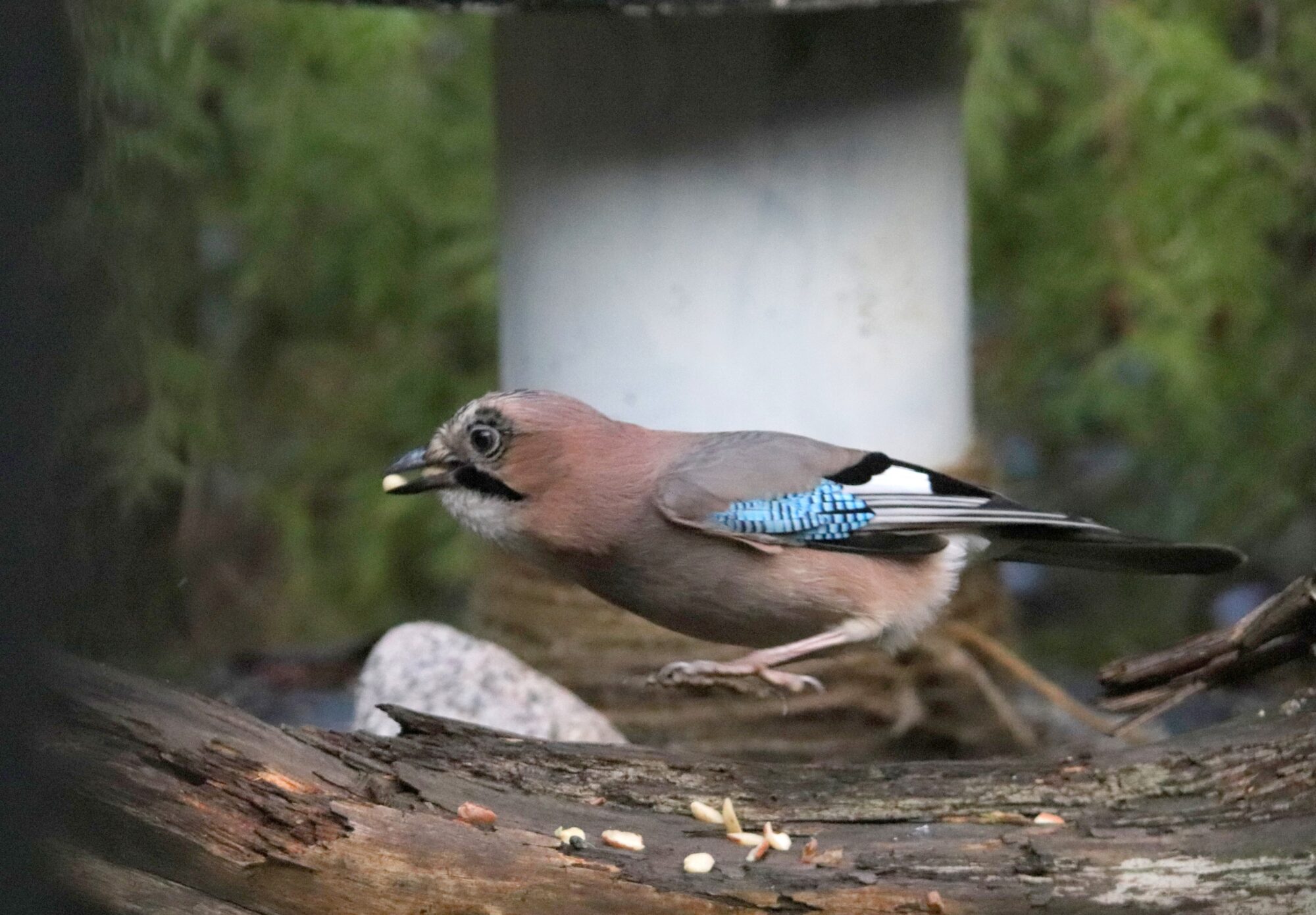 Valokuvaaja: Irja Lehtinen