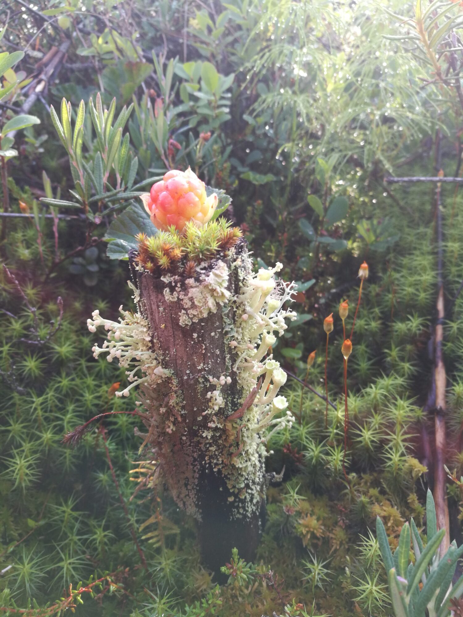 Valokuvaaja: Ritva Isokangas