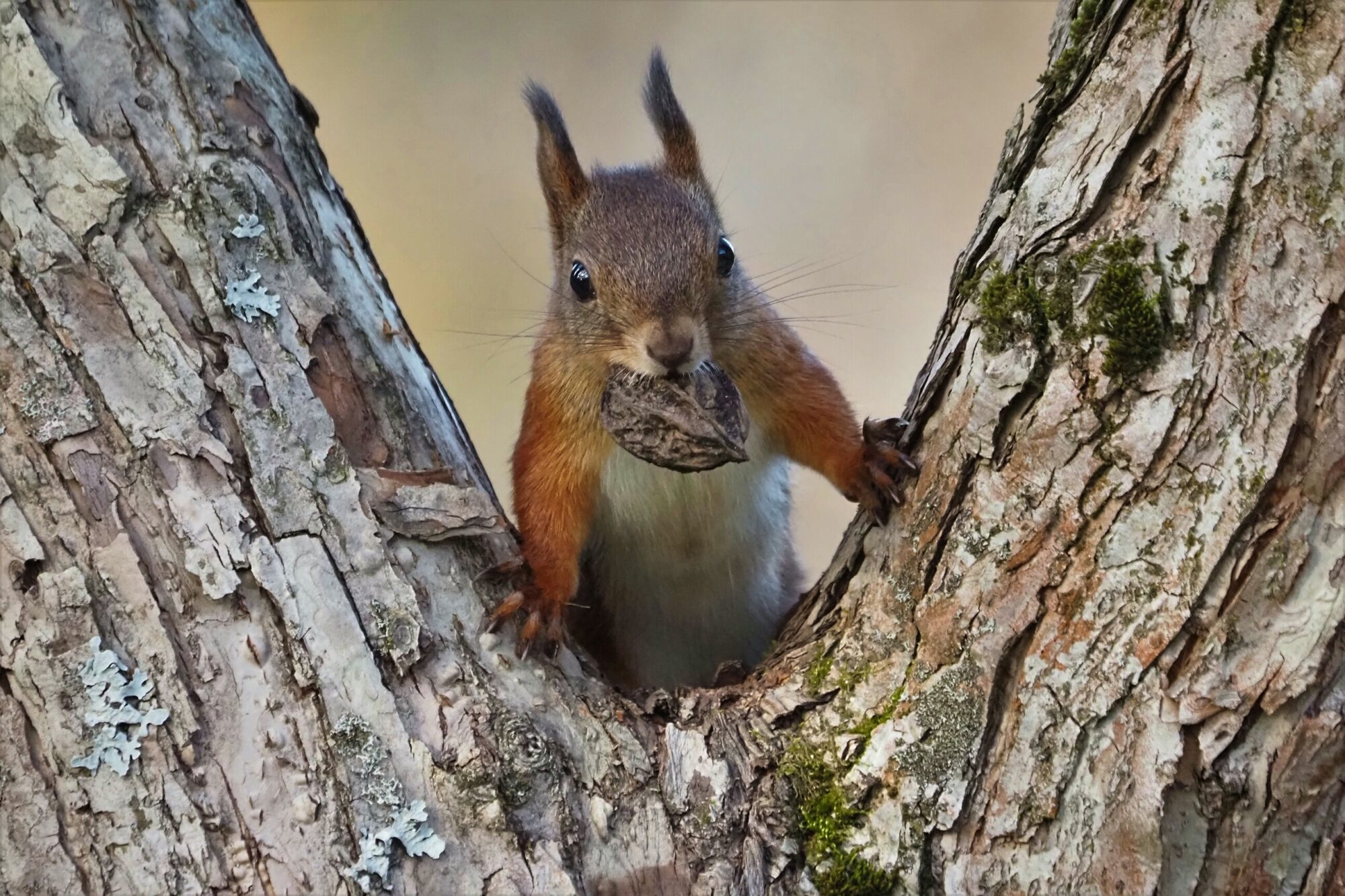 Valokuvaaja: Mikkola Irma