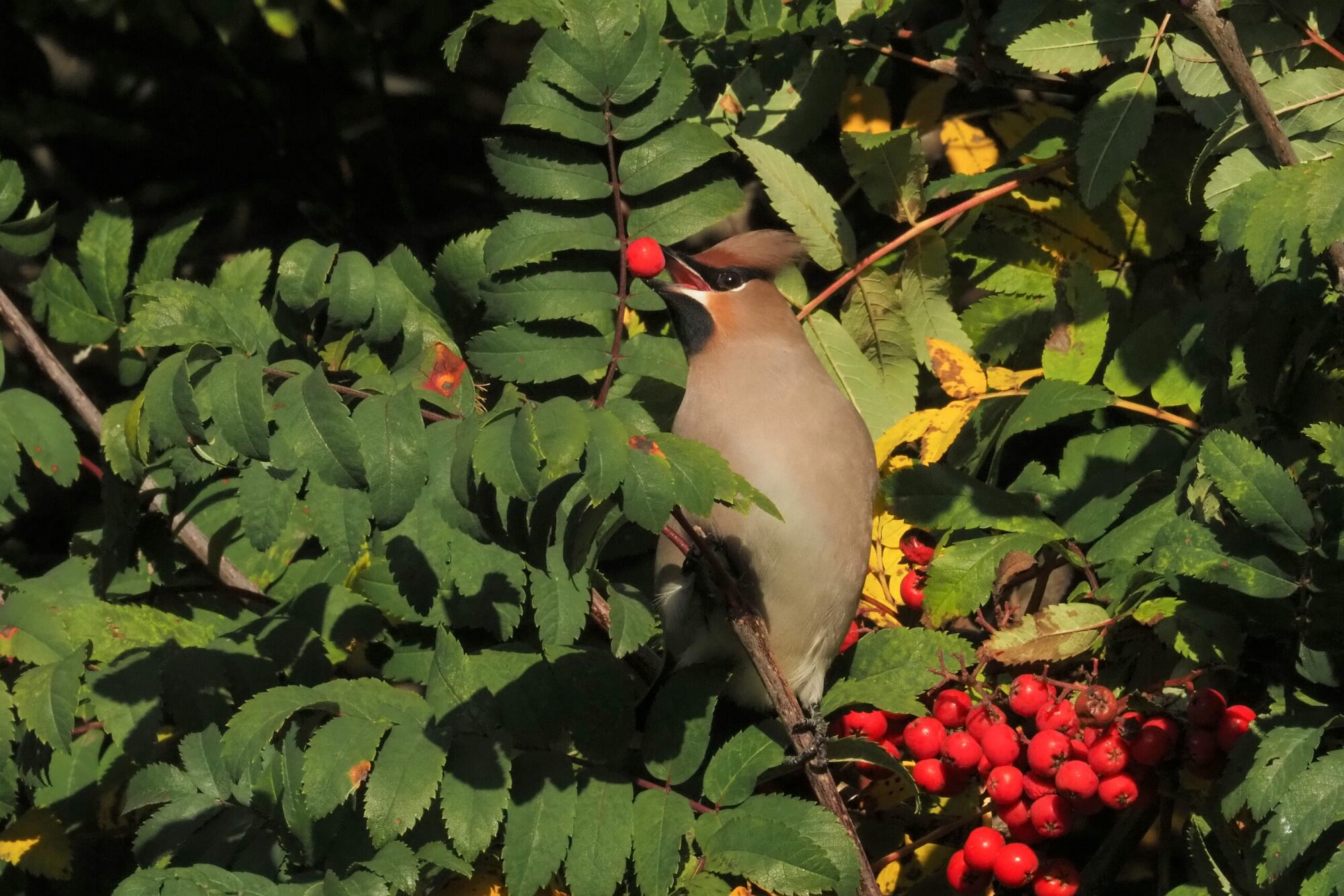 Valokuvaaja: Mikkola Irma